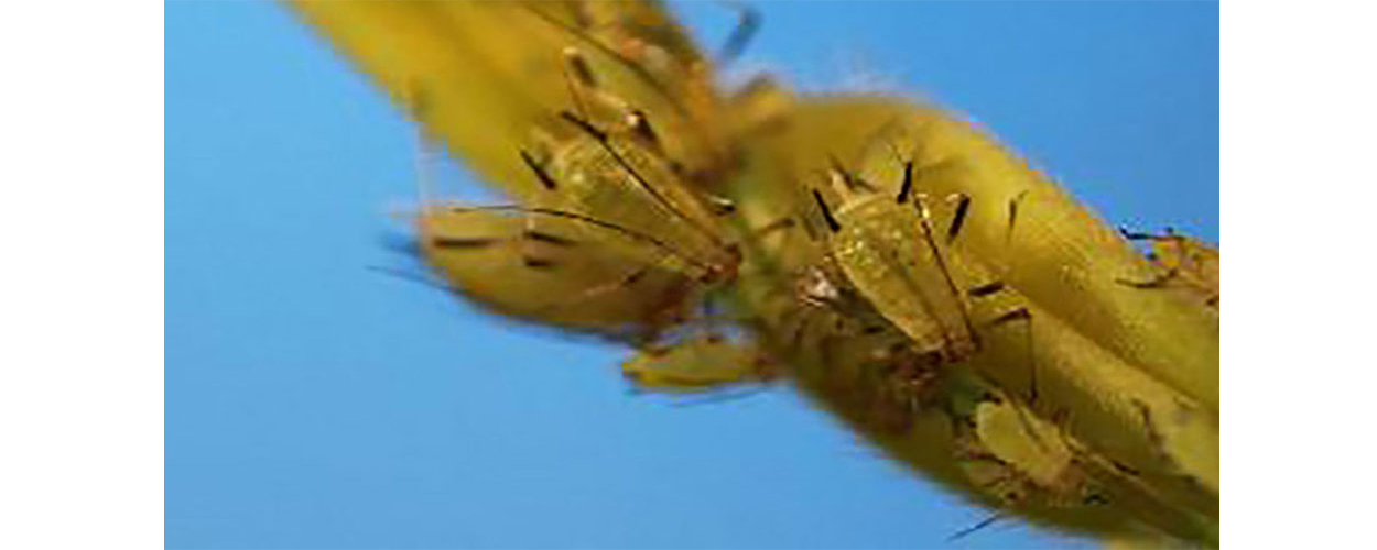 Yellowish-green aphids on a yellow plant stem.