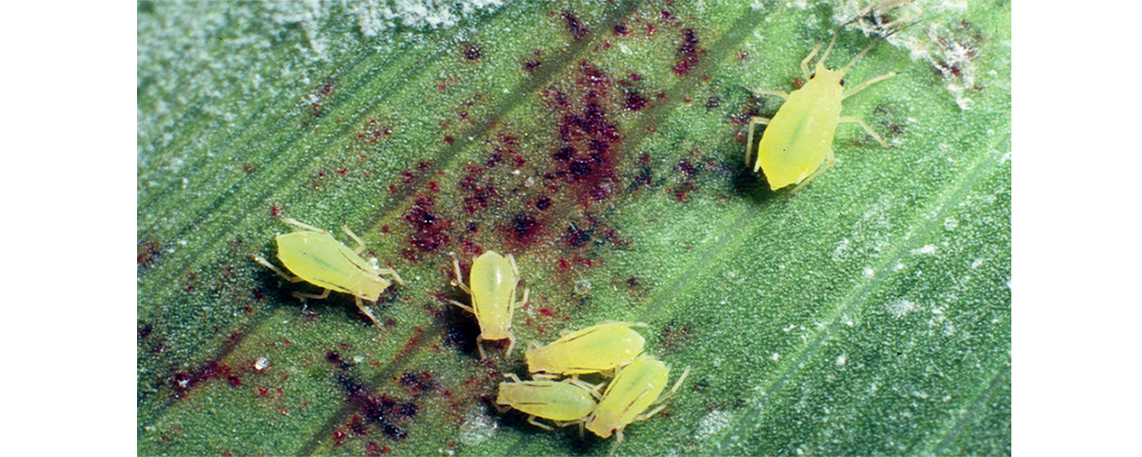 Bright green aphids on a dark green plant leaf.