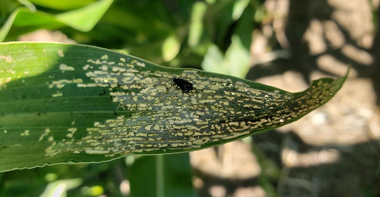 Green corn leaf with small holes near the center and edges.