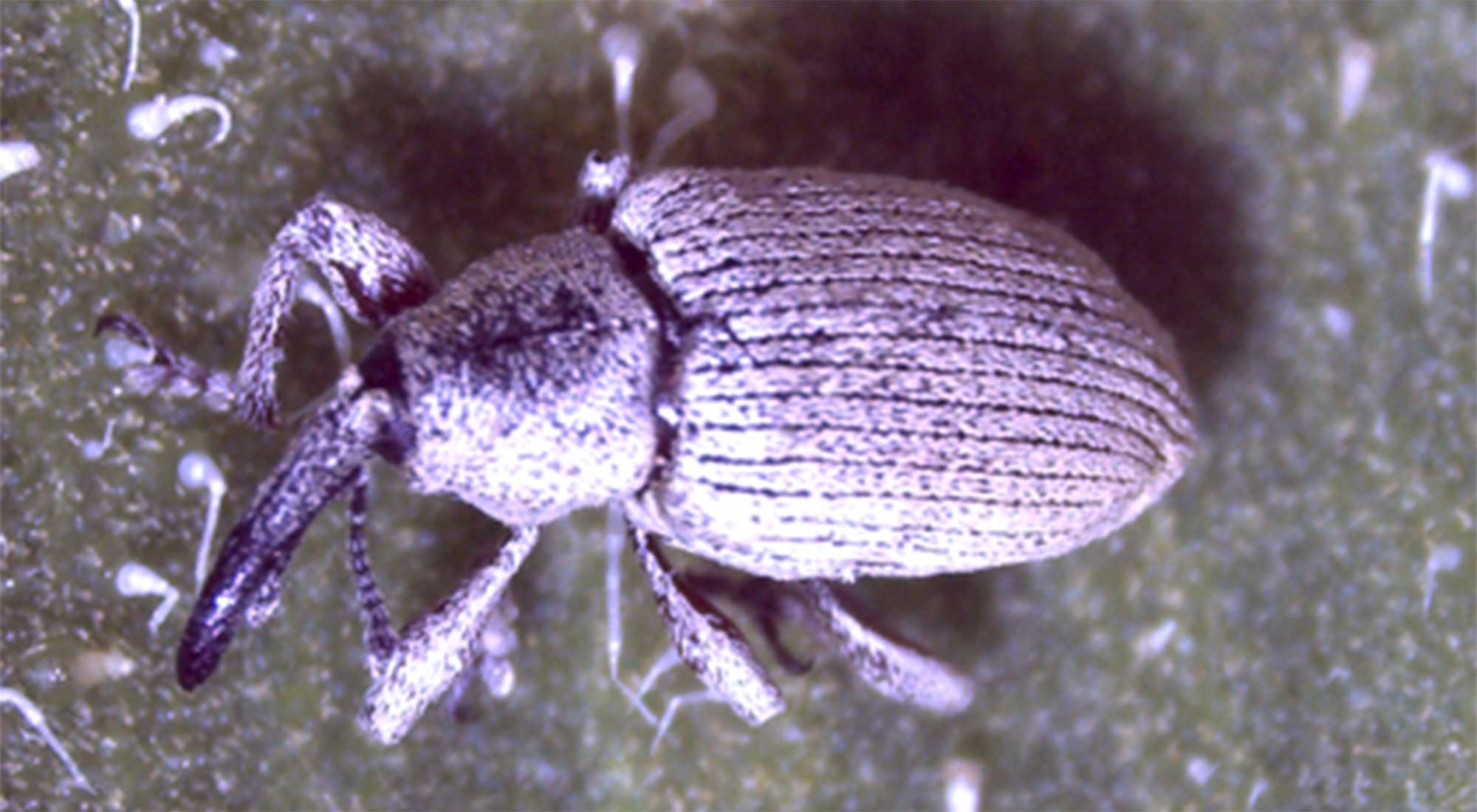 Small, gray beetle with elongated black snout.