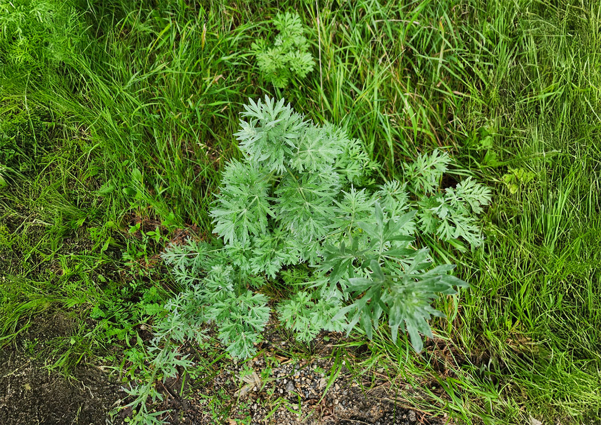 A green absinth wormwood plant surrounded by other green vegetation.