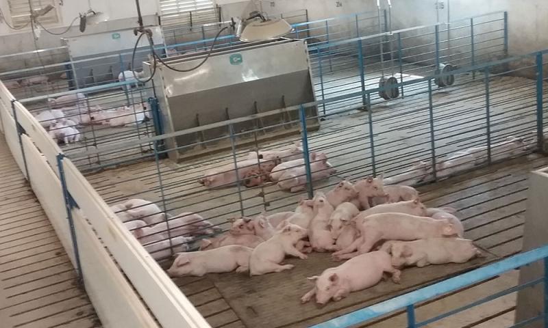 Group of pigs lying in a pile inside a wean-to-finish facility.