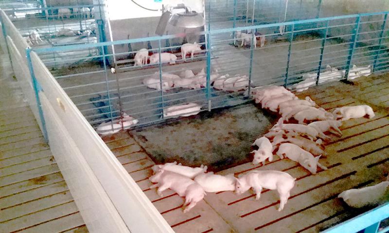 Group of pigs lying around the edges of a heat lamp area inside a wean-to-finish facility.