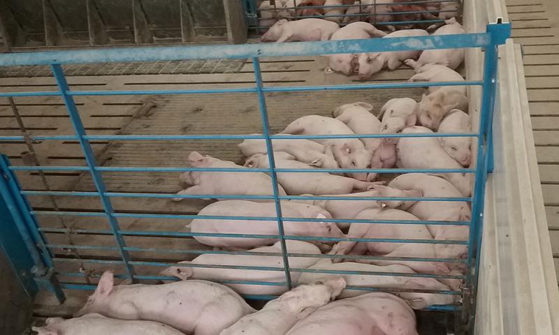 Group of pigs lying in alongside one another in a wean-to-finish facility.