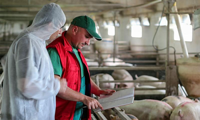 Veterinarian and pork producer with clipboard inspecting a hog pen.