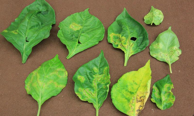 Plant leaves exhibiting symptoms of Cucumber Mosaic Virus.