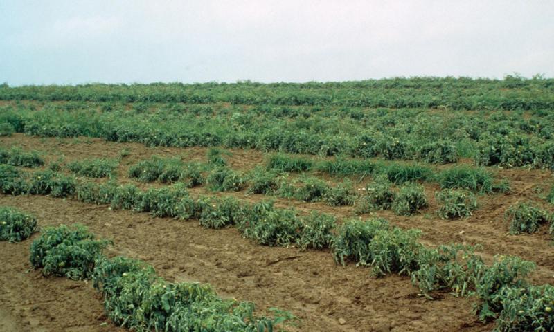 Tomato field with widespread cucumber mosaic virus throughout.