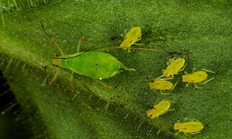 Green peach aphids on a leaf.