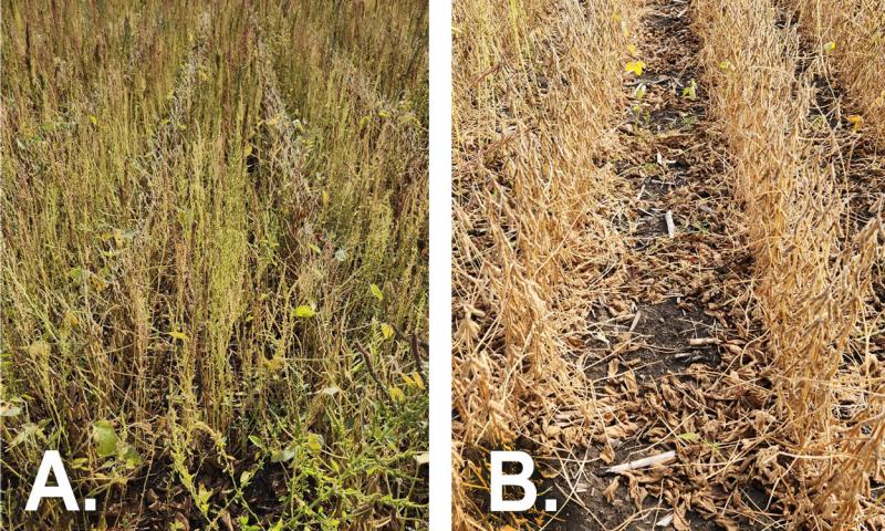 Two photos of yellow soybeans, one with green and yellow weeds in between the rows and the other with a clearing in-between soybean rows.