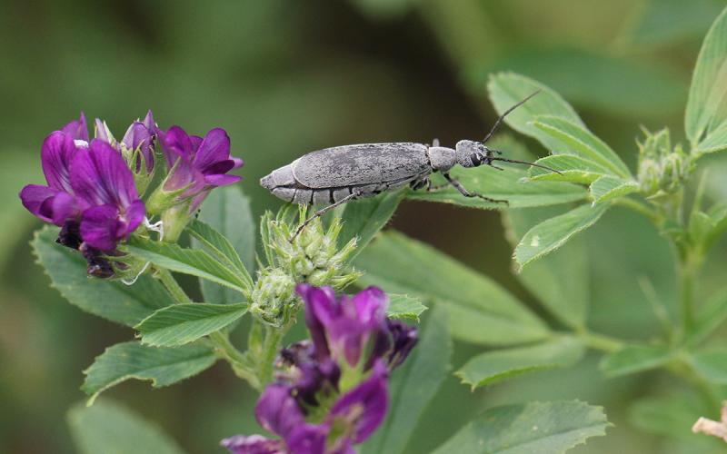 Gray beetle on a green alfalfa plant with purple flowers.
