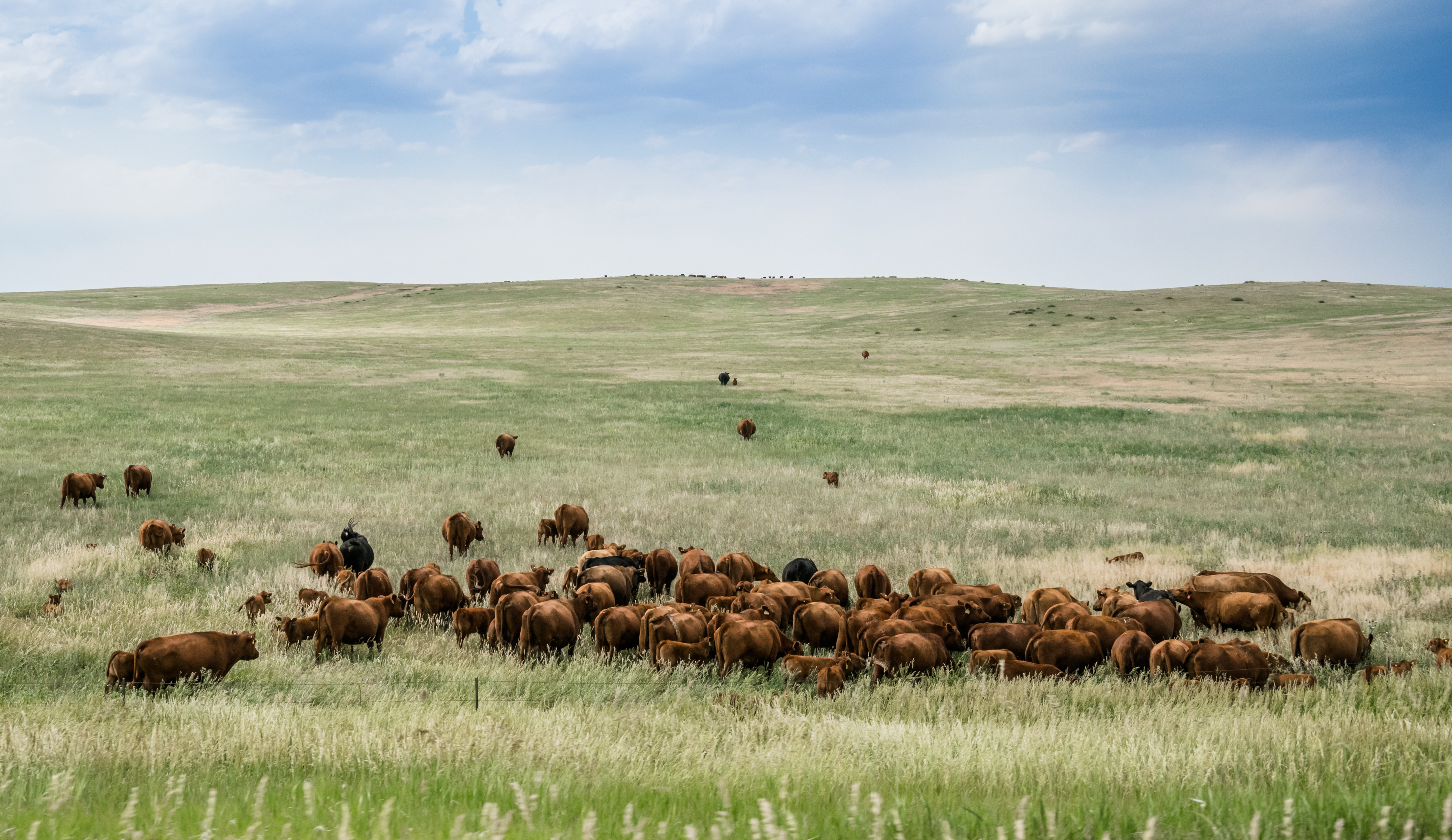 herd of beef cattle grazing in a pasture