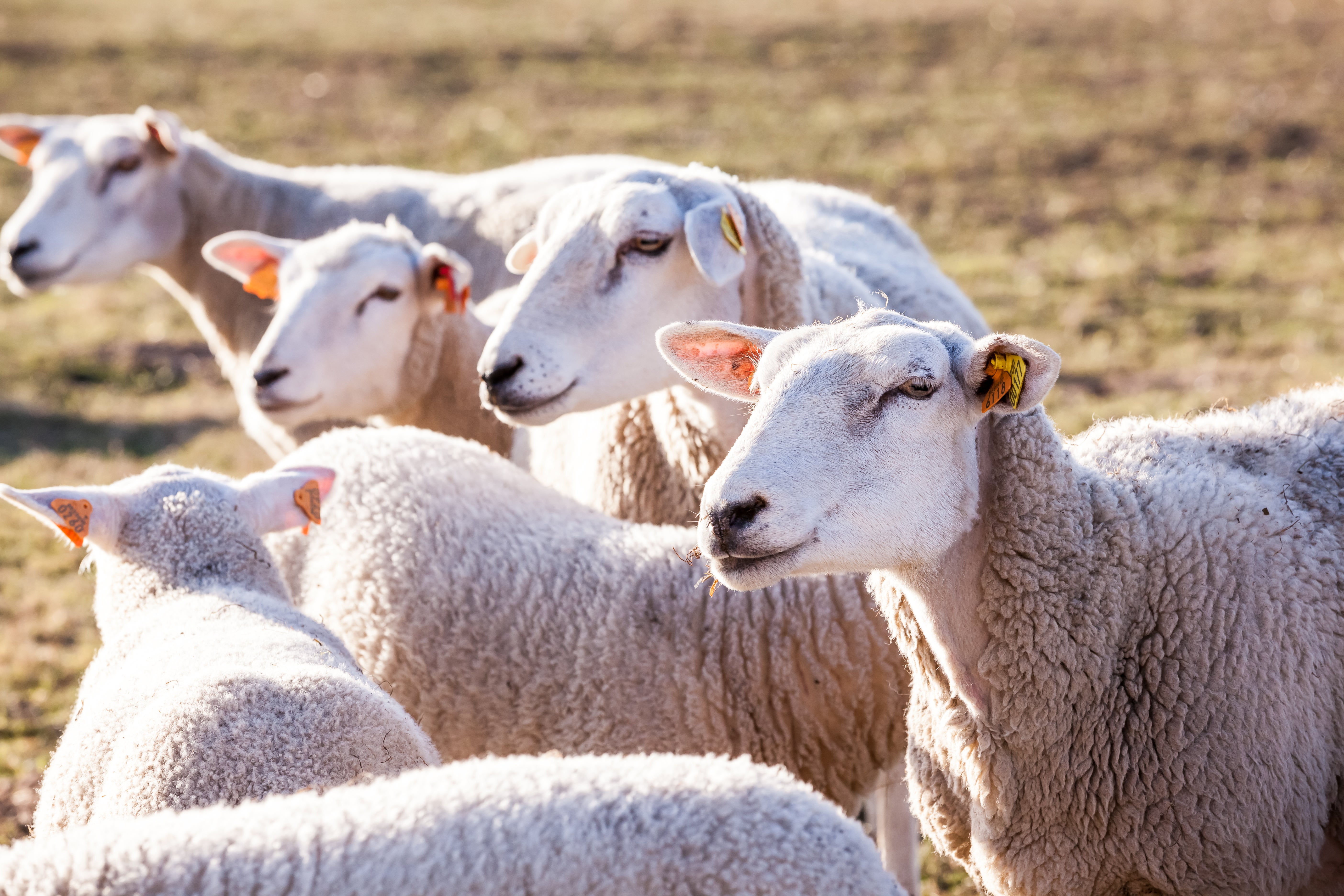 small group of sheep standing in a pasture