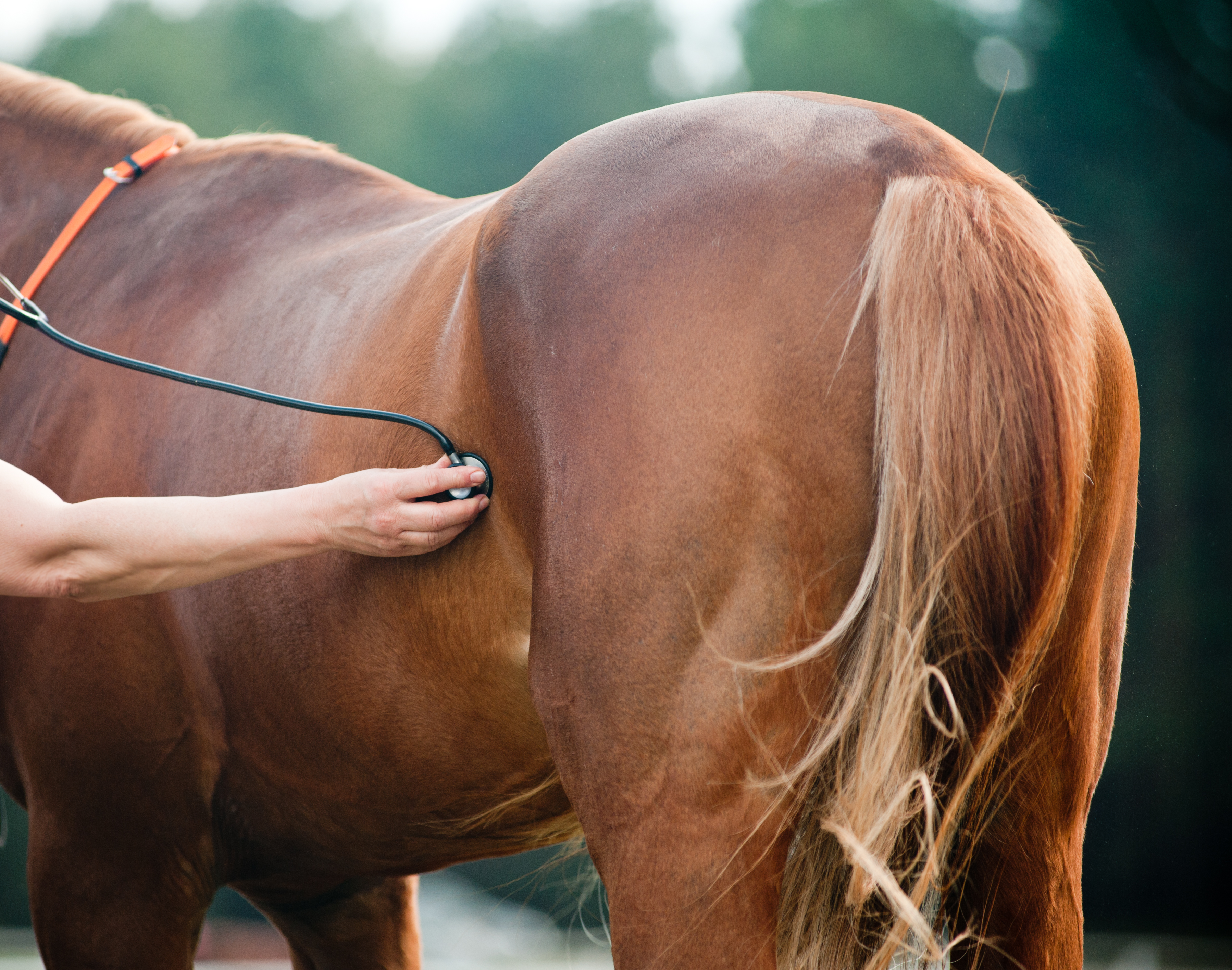veterinarian using a stethoscope on a horse