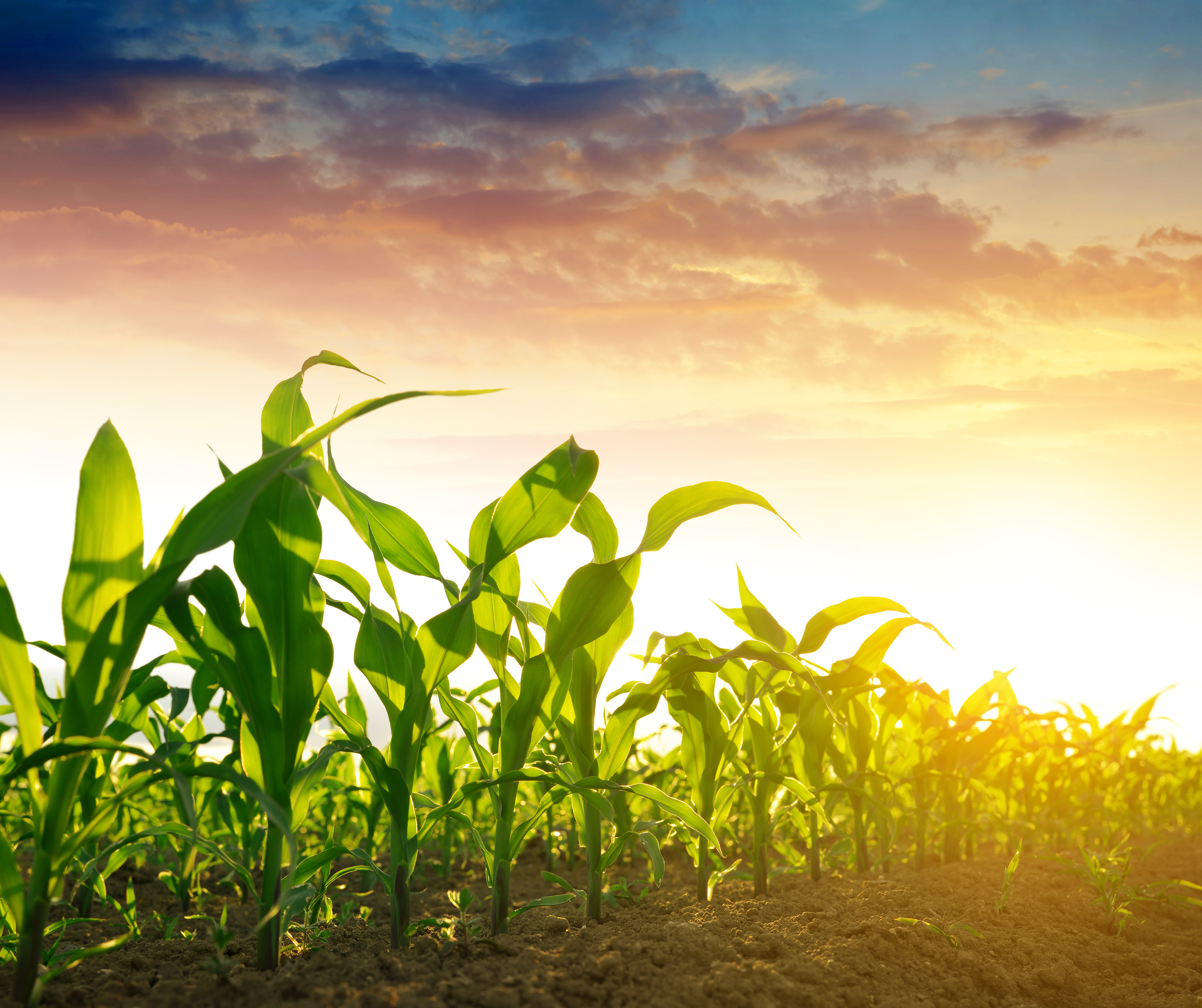 corn field with sunrise in the background