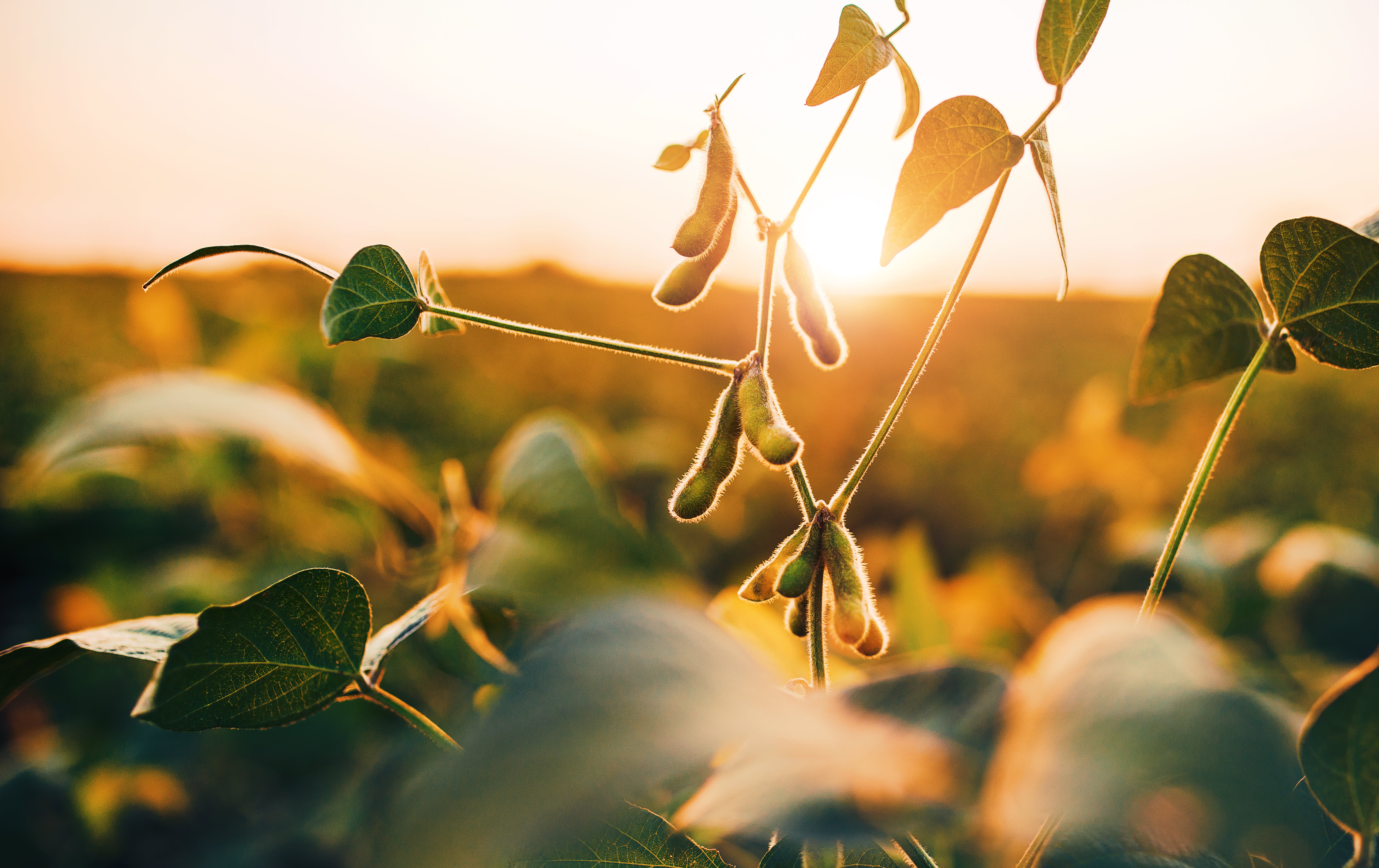 soybean pods