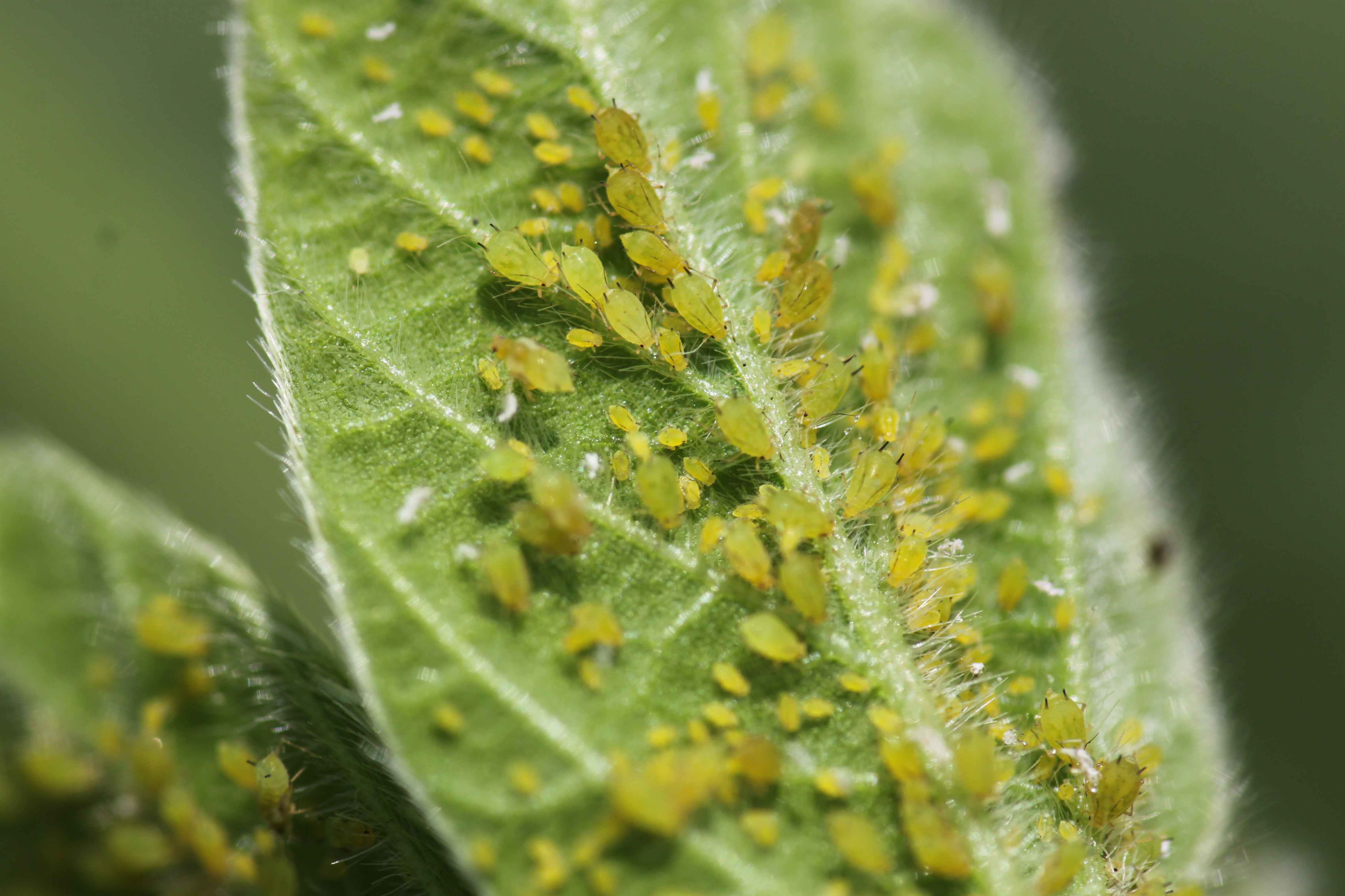 soybean aphids on a leaf