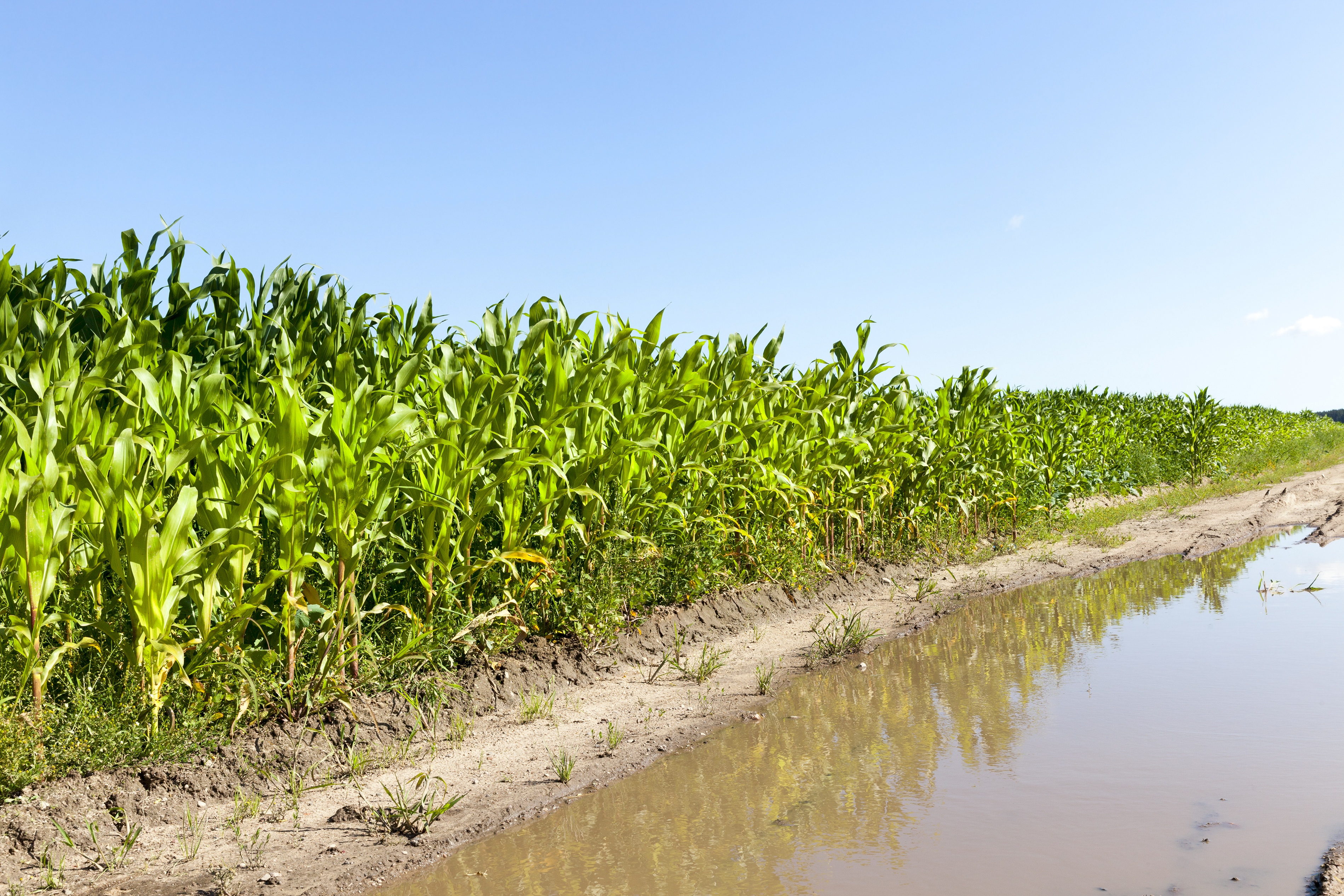 water near a corn field