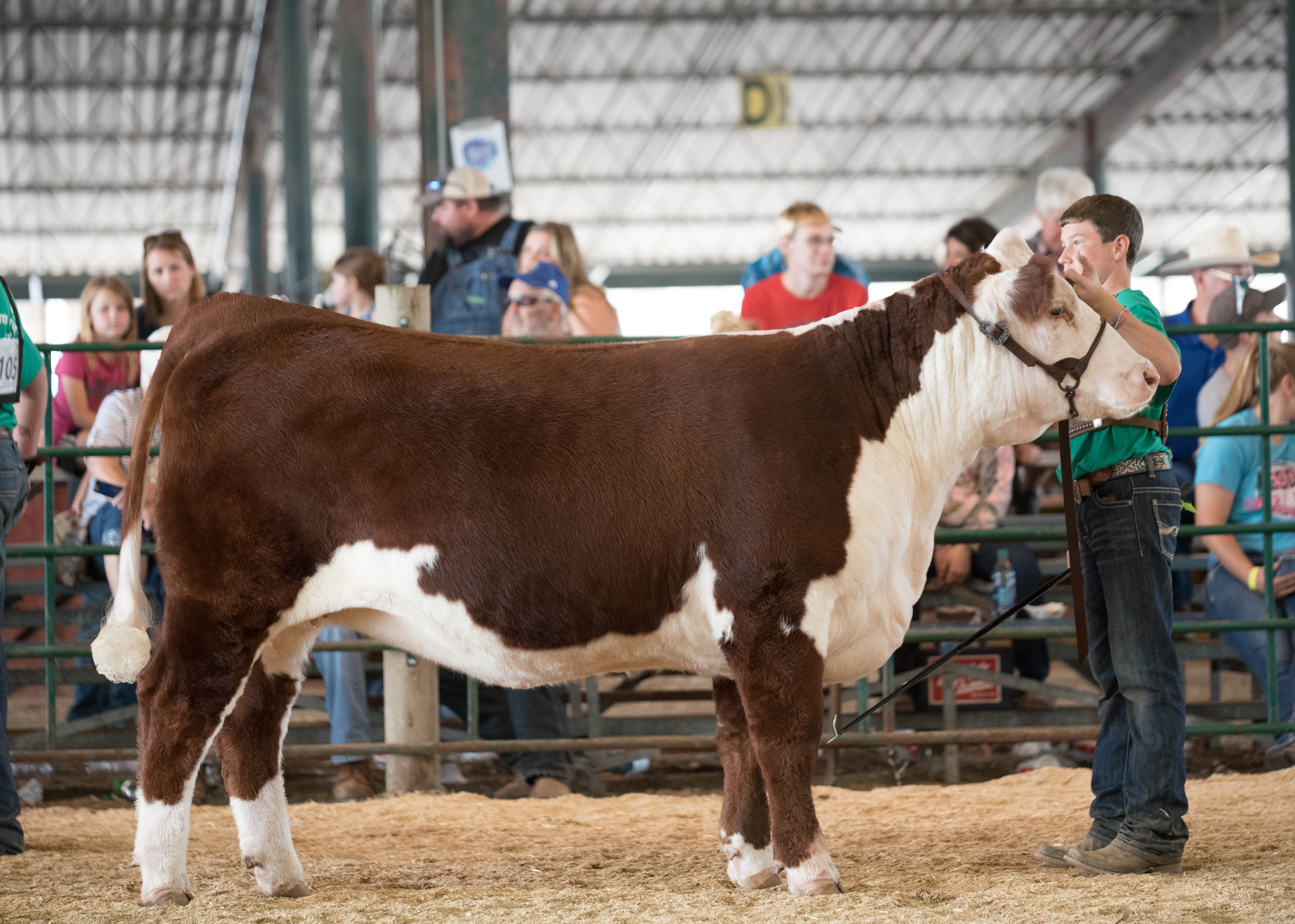 young male 4-H member showing a hereford heifer