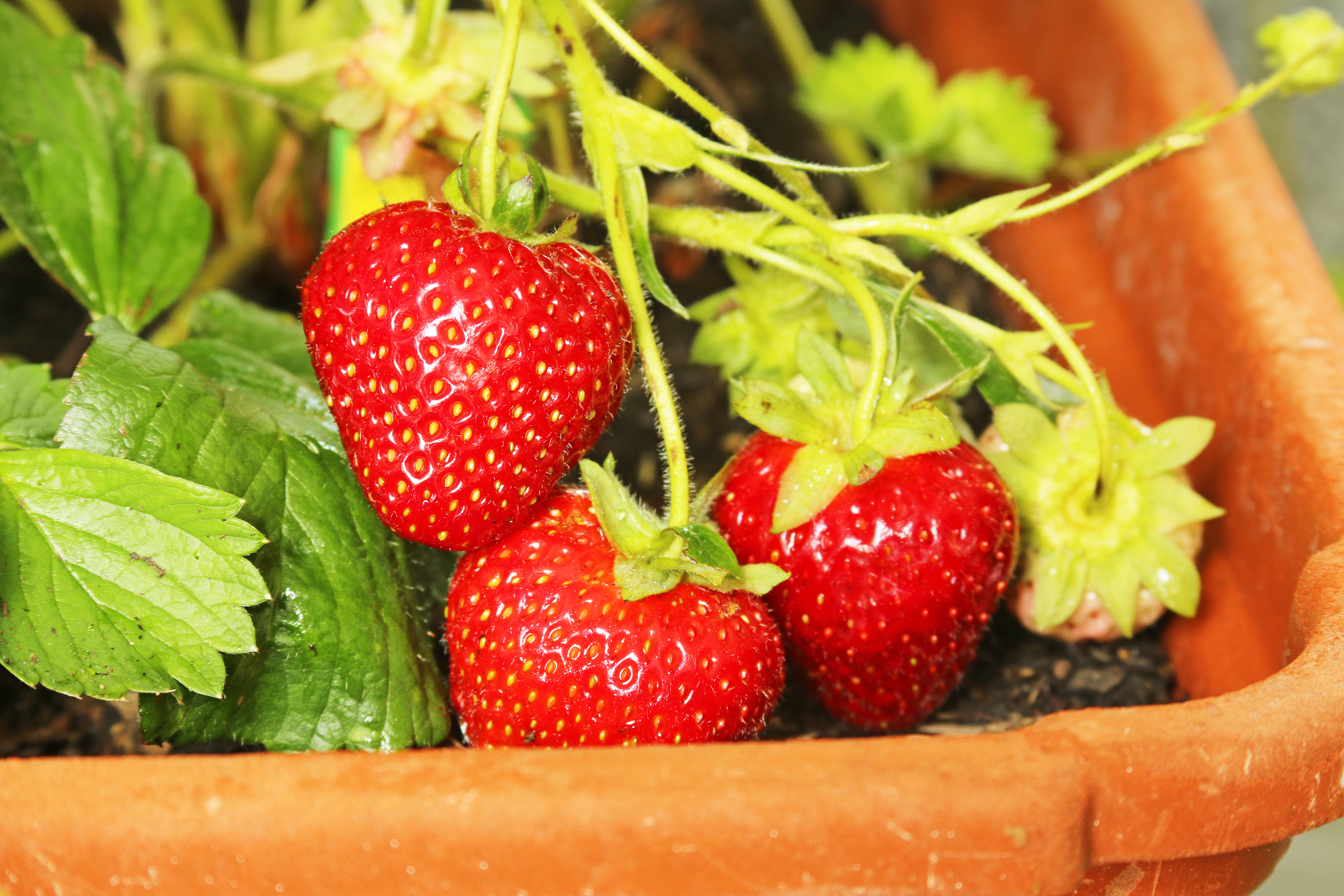 strawberries growing on a vine in a pot