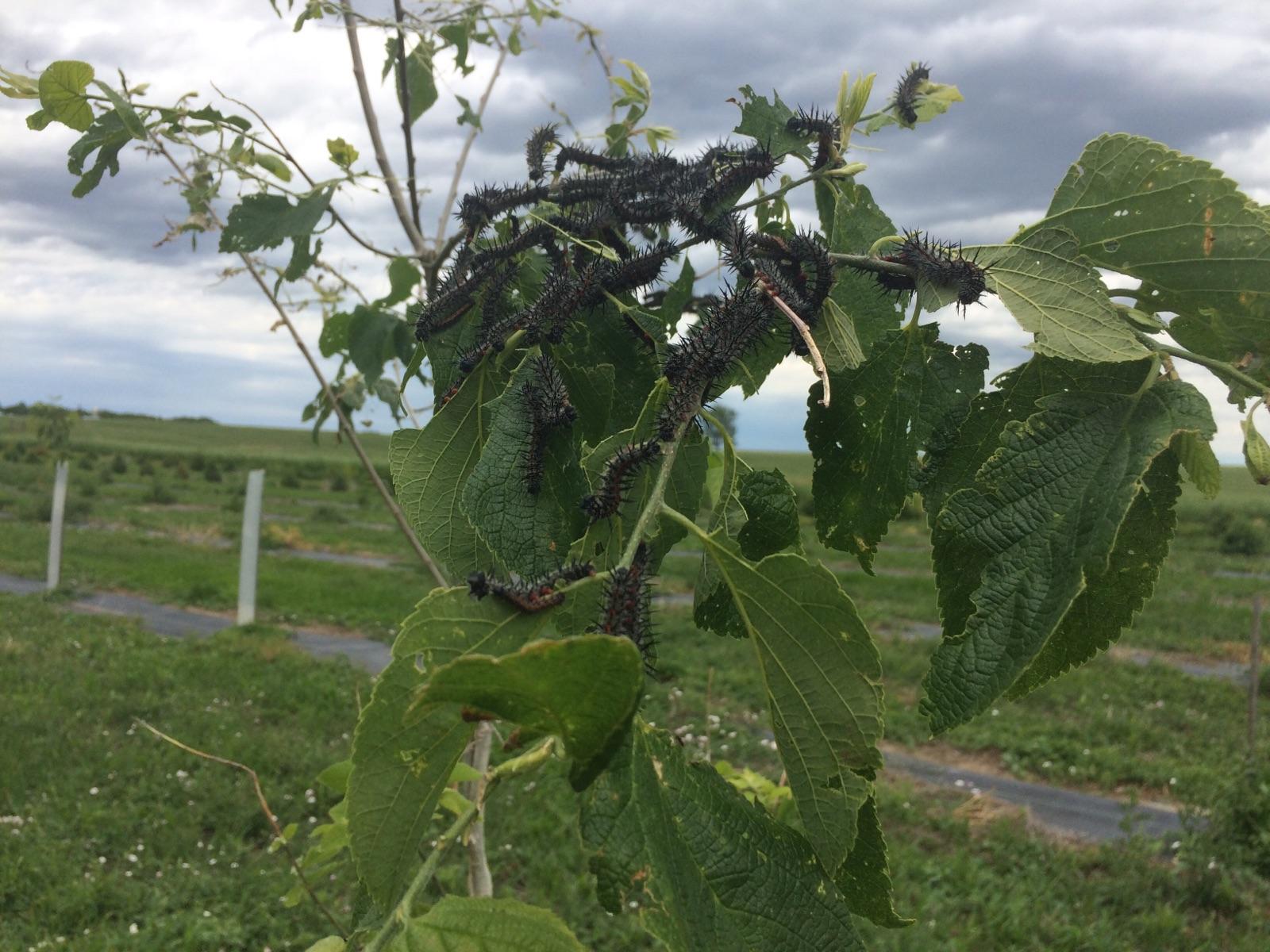tree damaged by emerald ash borer