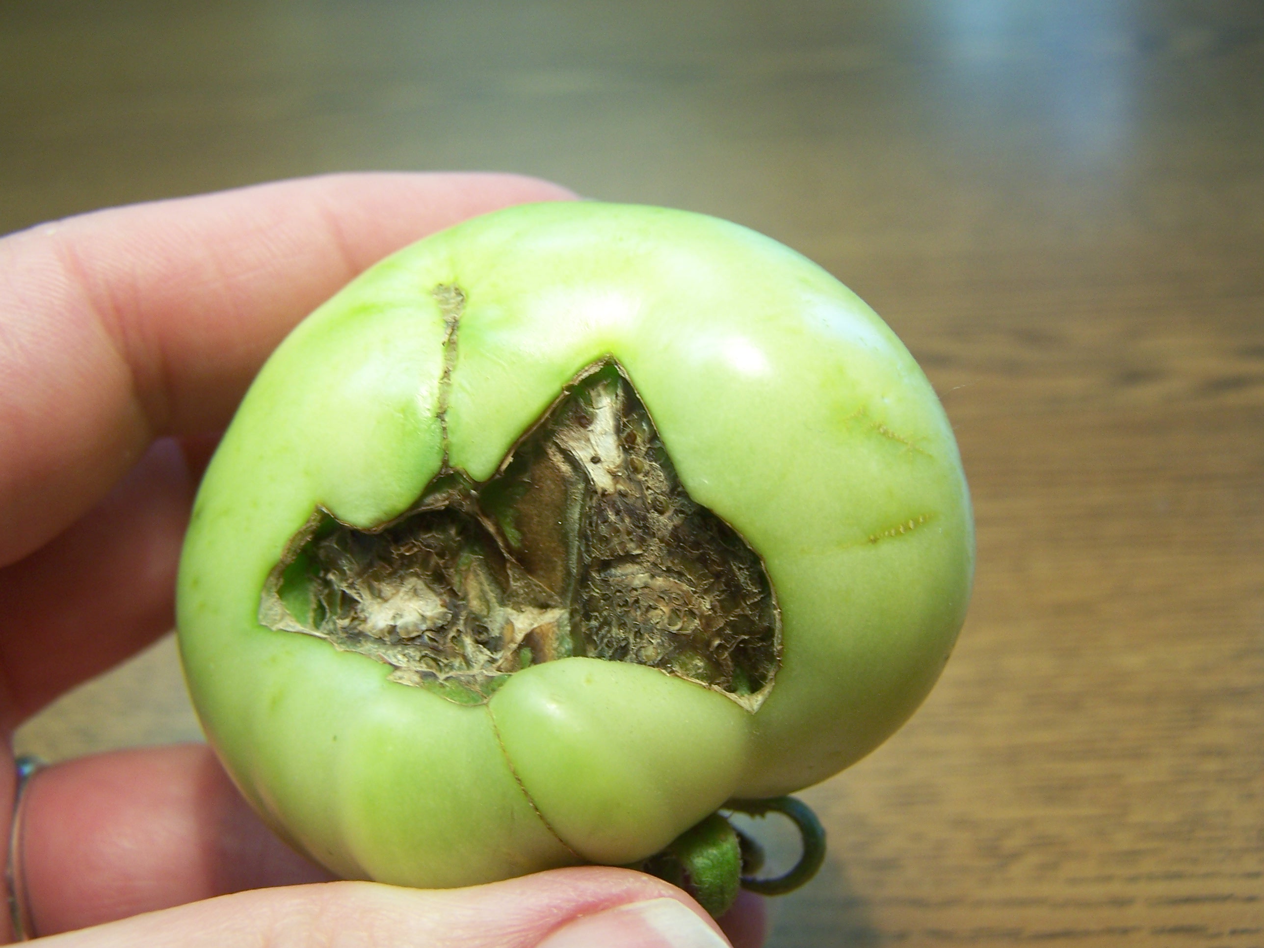 green tomato with a rotten spot showing blossom end rot