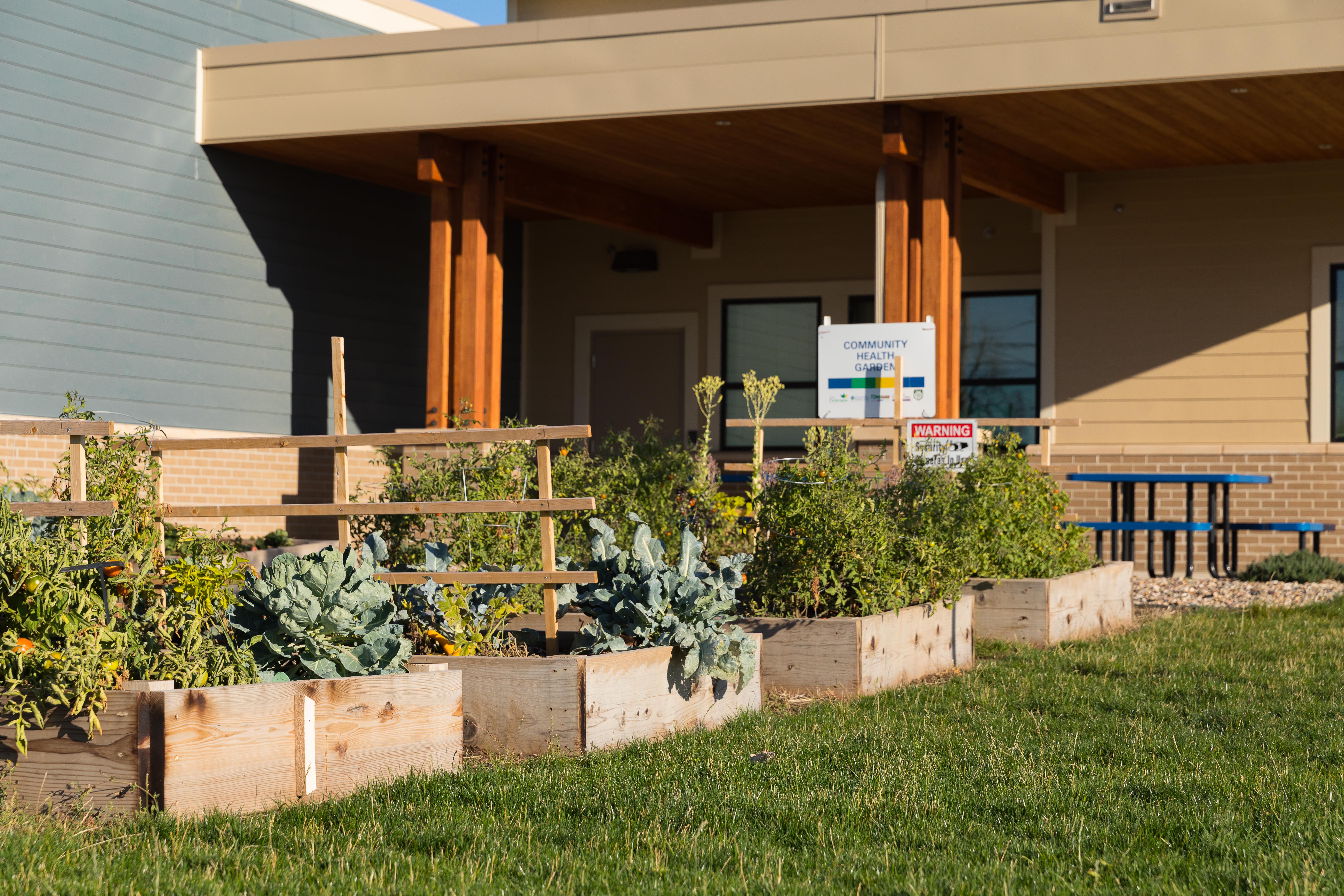 produce growing in a collection of raised beds in a SDSU Extension community garden