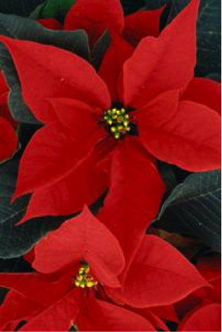 Closeup of a bright red Poinsettia (Euphorbia pulcherrima) plant.