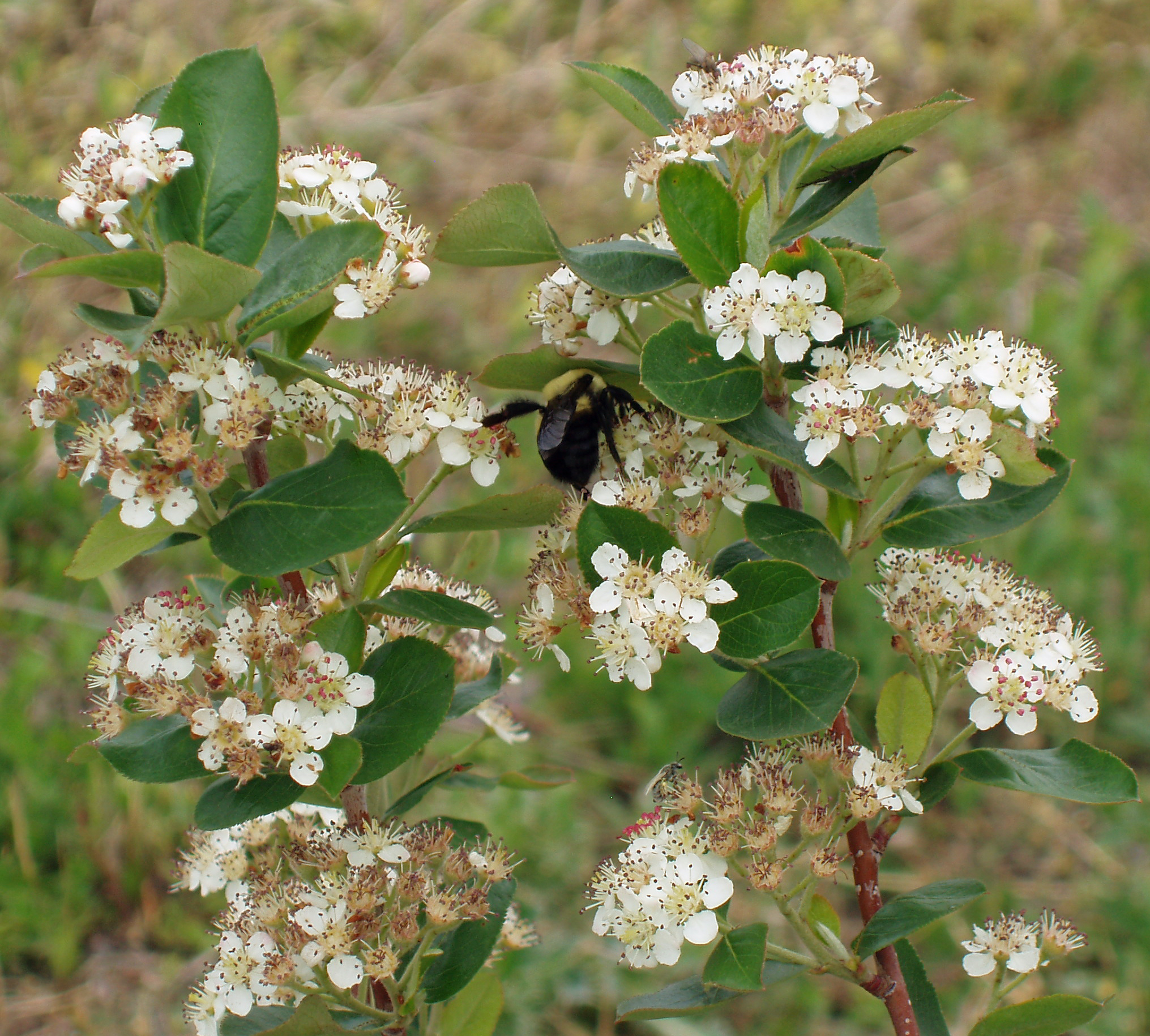 Aronia flowers, of the Aronia melanocarpa shrub