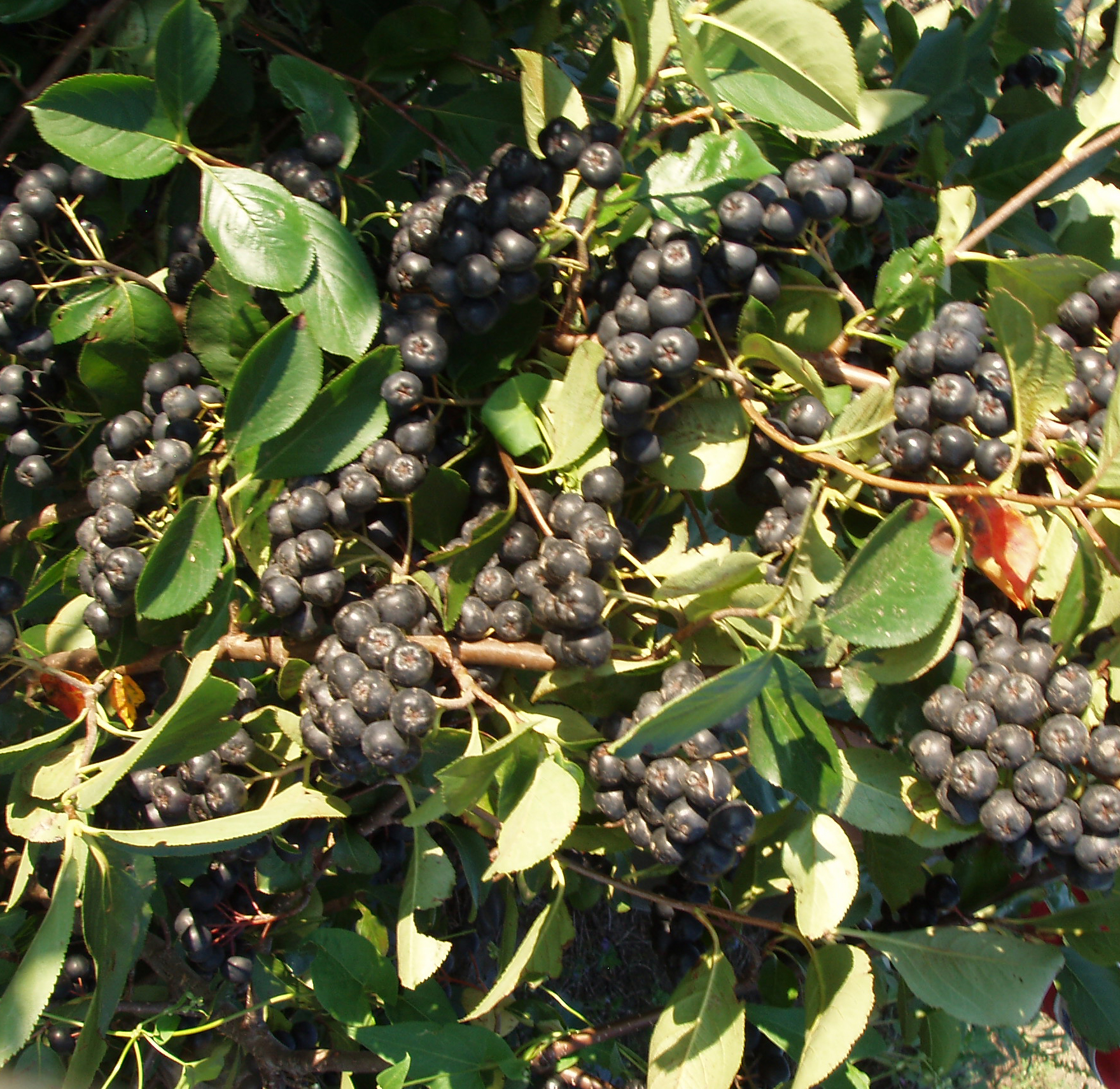 groups of ripe aronia berries of the Aronia melanocarpa variety