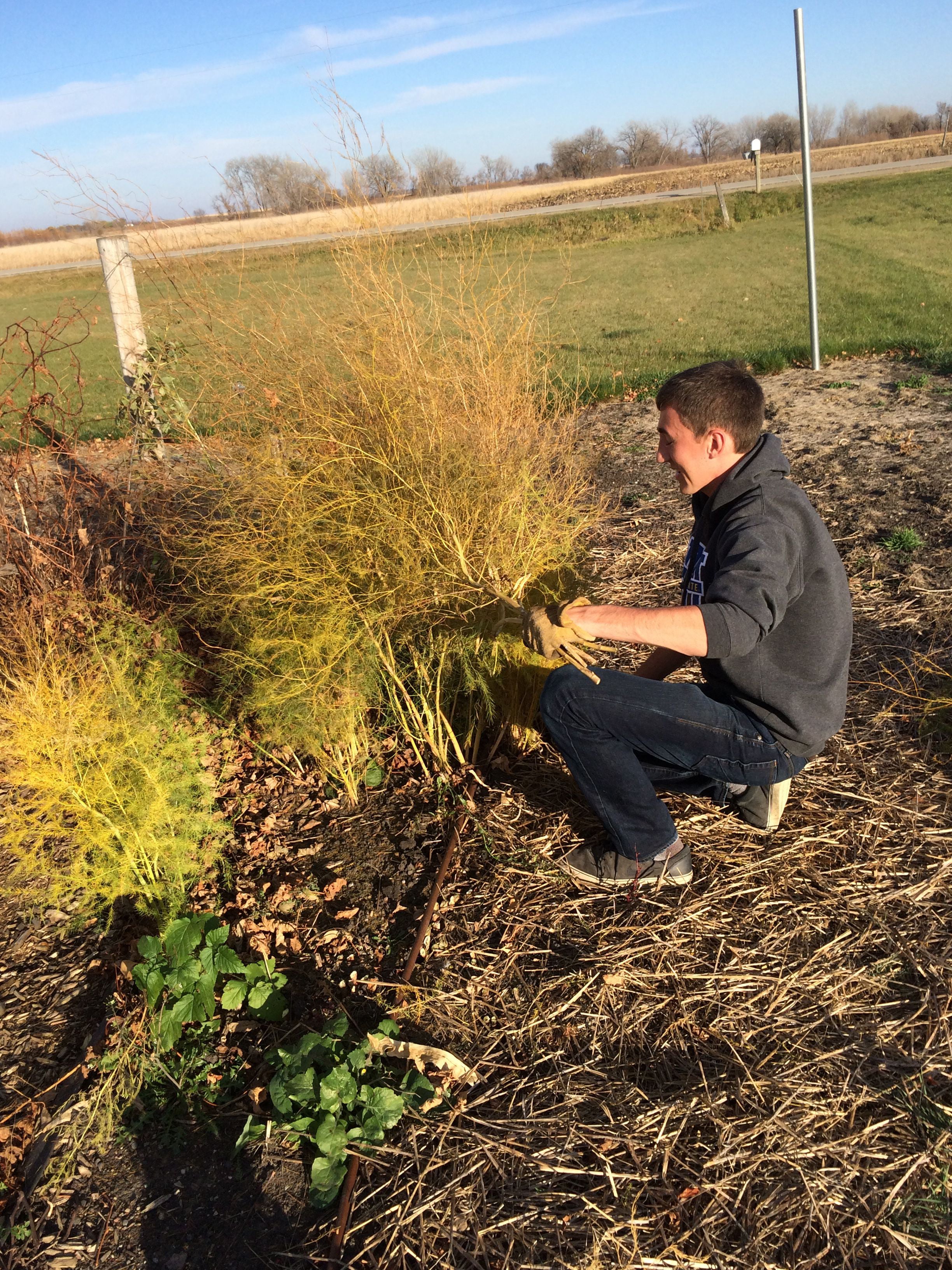 Ferny asparagus stems can be removed in the fall or spring. Young man pruning an asparagus plant in a fall garden.