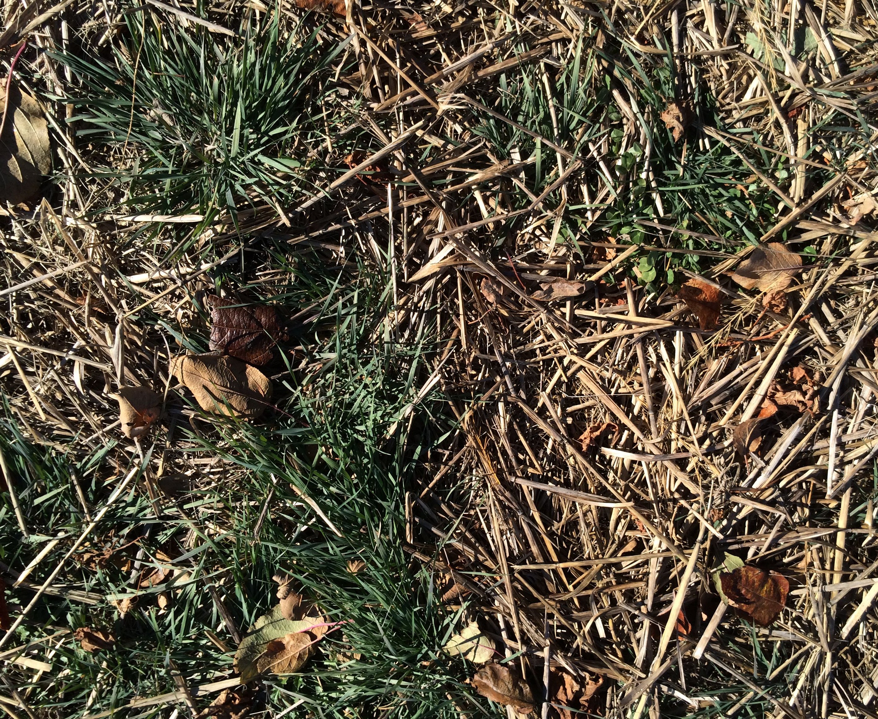 Downy brome disease symptoms near a planting.