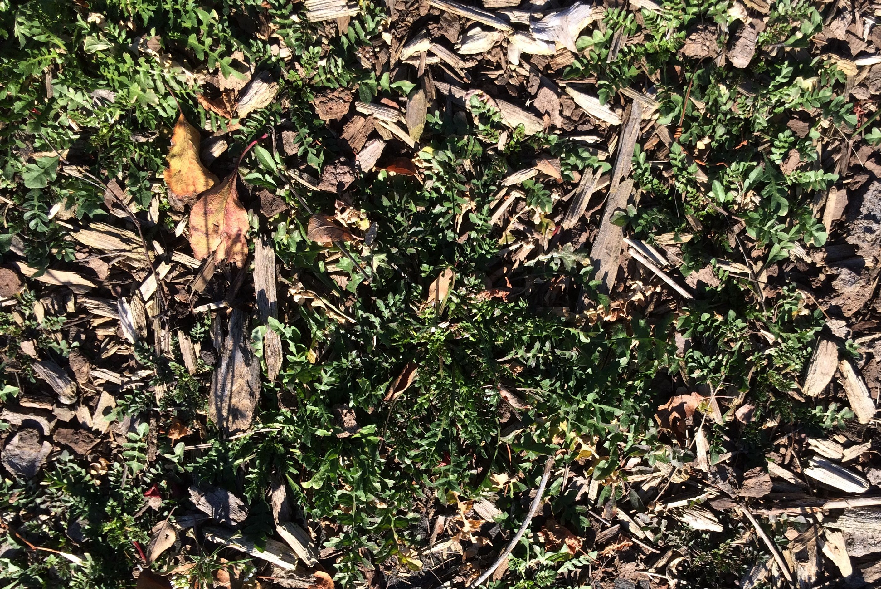 Cluster of Shepard's Purse near a planting.