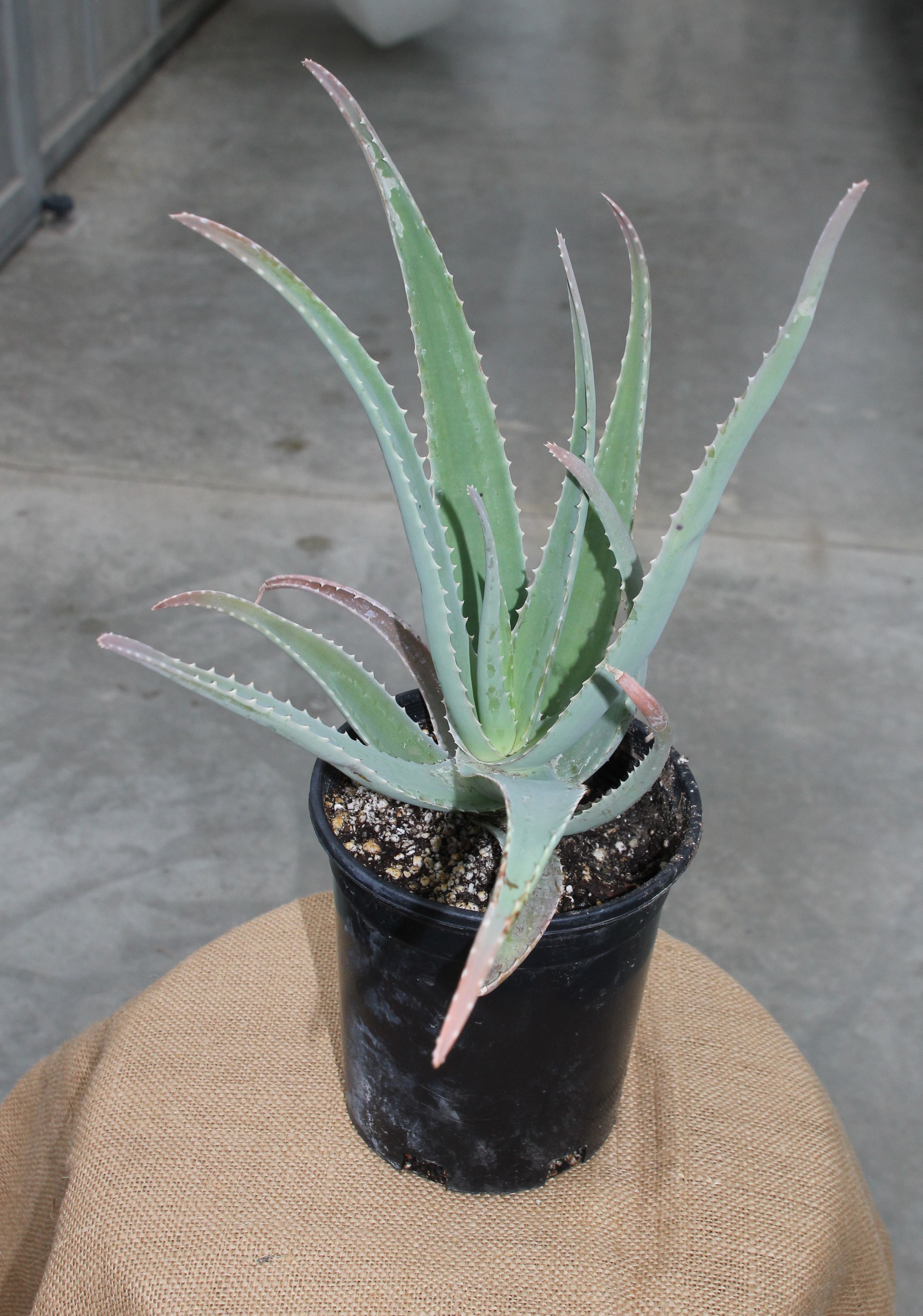 Green aloe vera plant sitting on a table