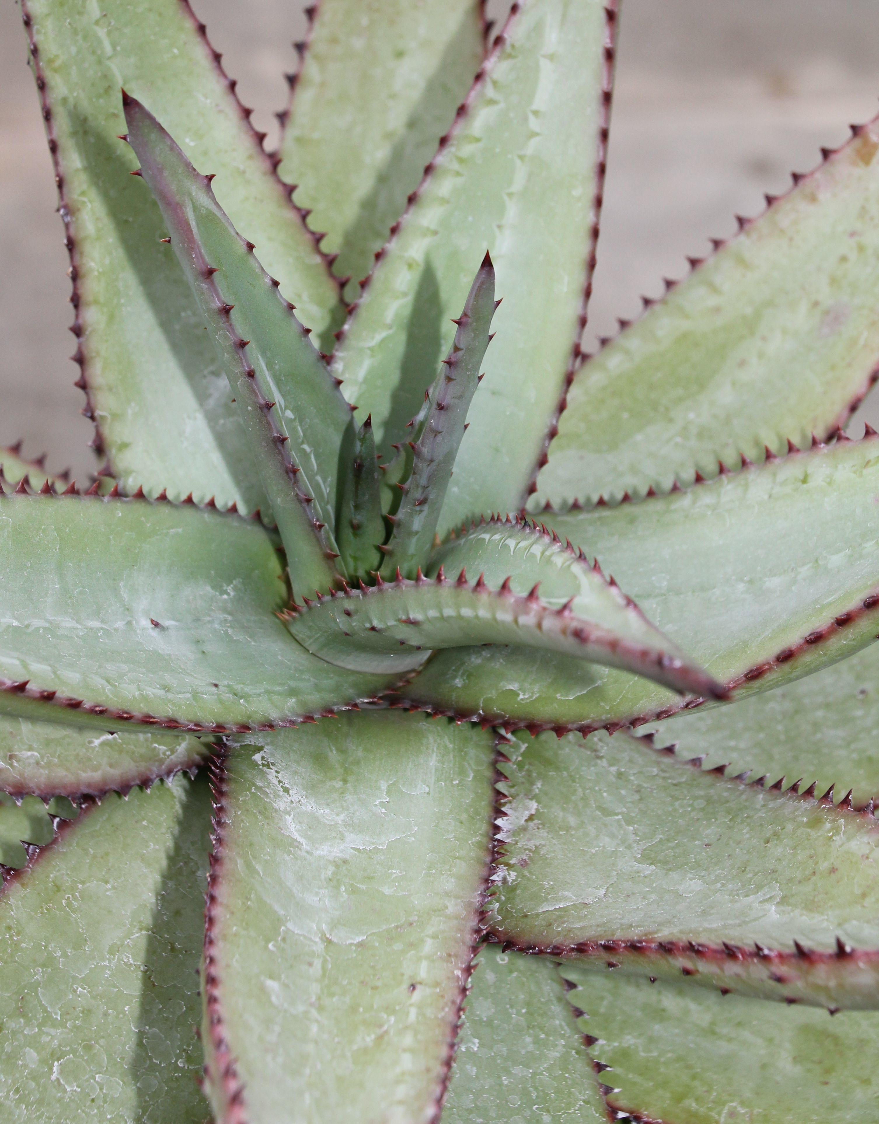 Green ferocious aloe plant with large with purple spines along the edges
