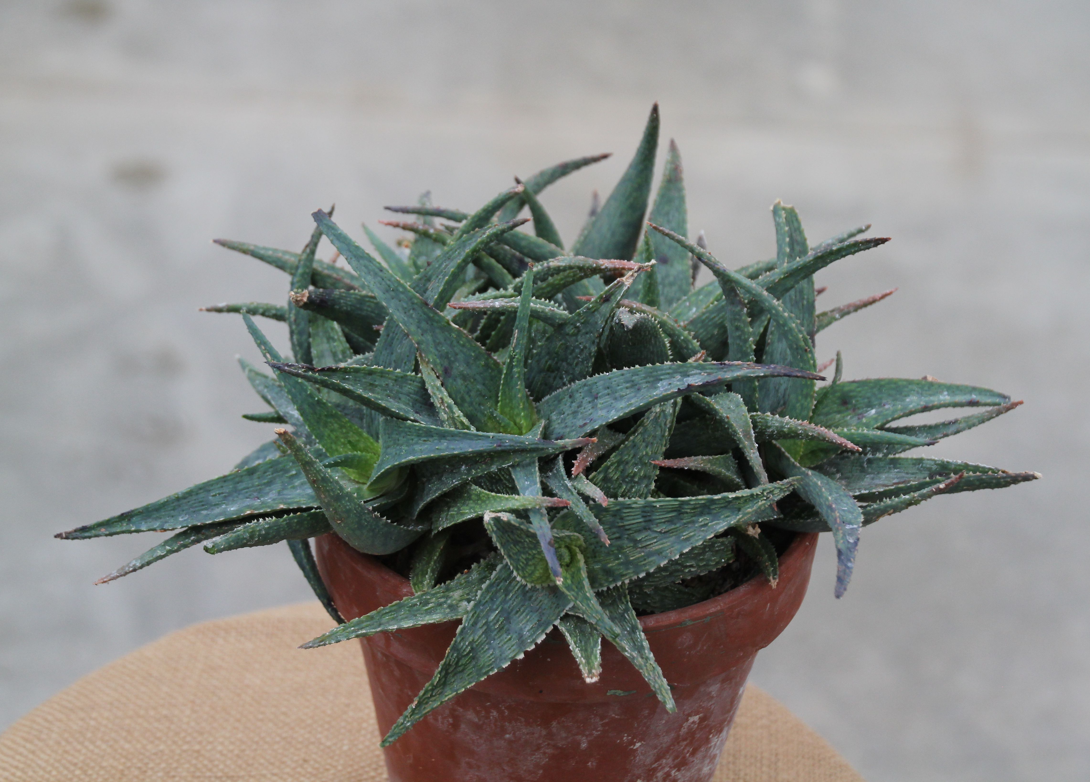 smaller Silver Ridge aloe plant in a pot