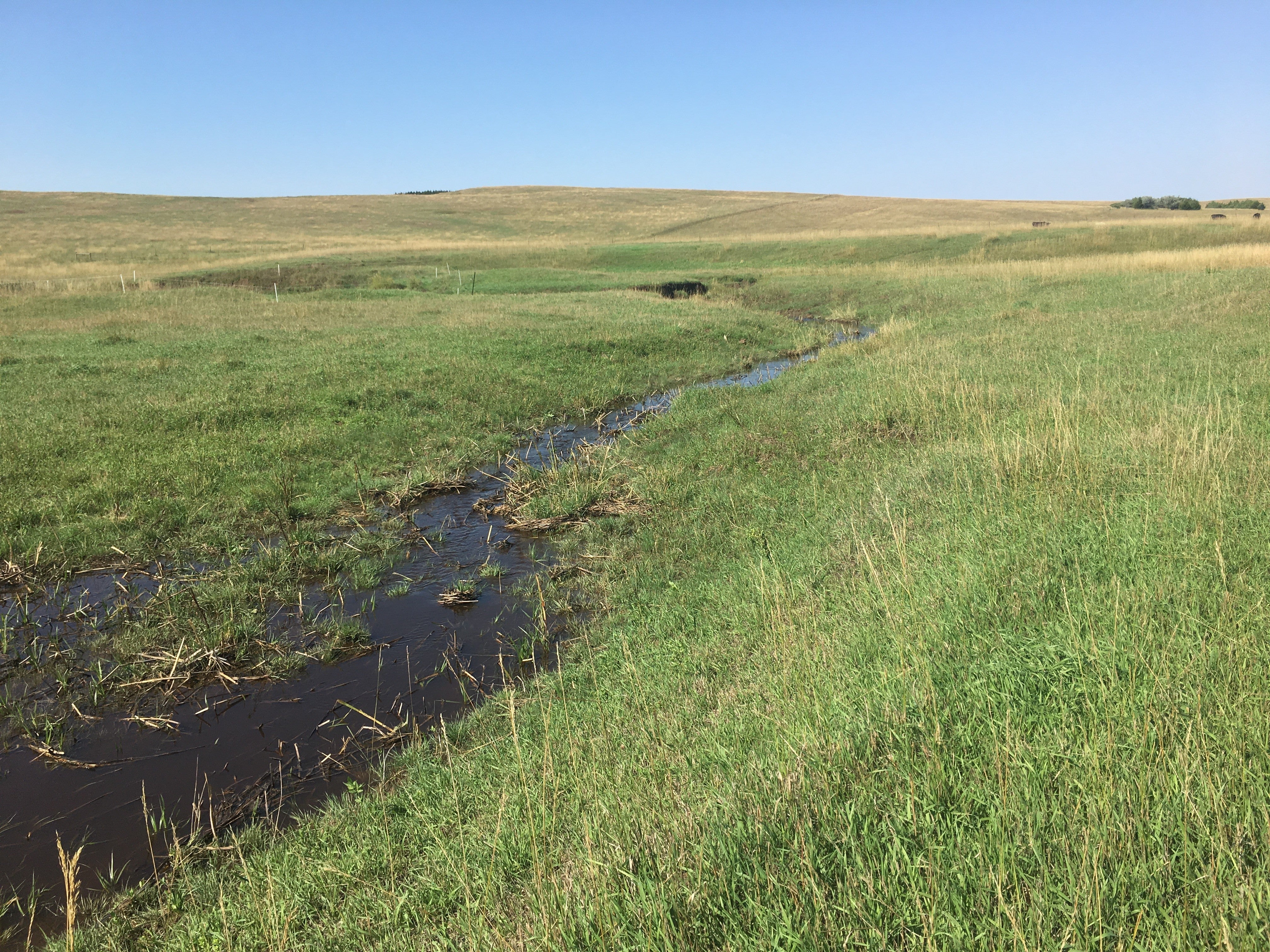 a creek going through a pasture.