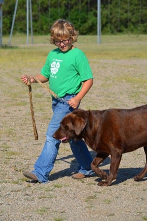 4-H, girl walking chocolate lab