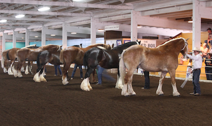 Horse judging, 4-H, Horse Show