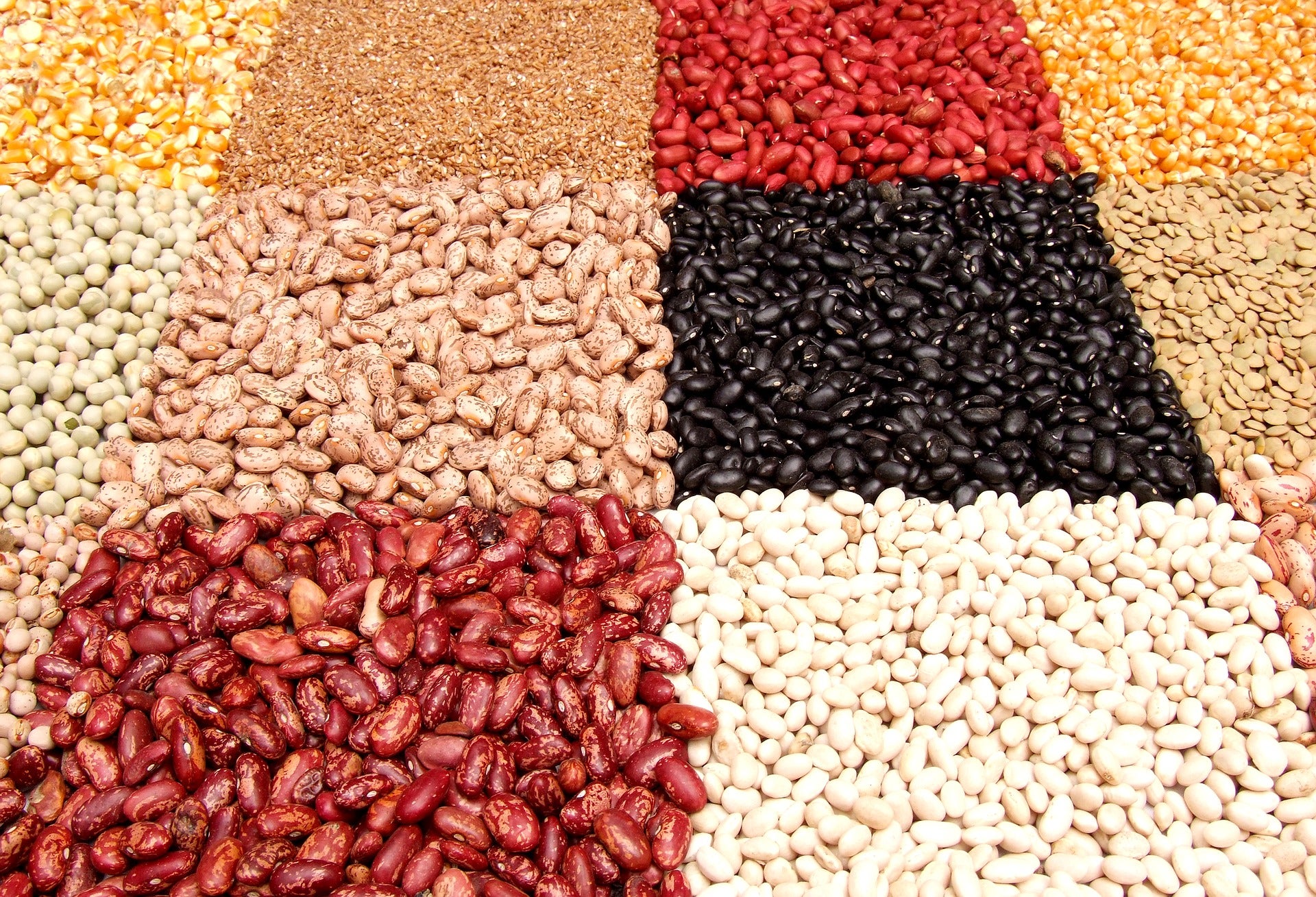 several different types of legumes
