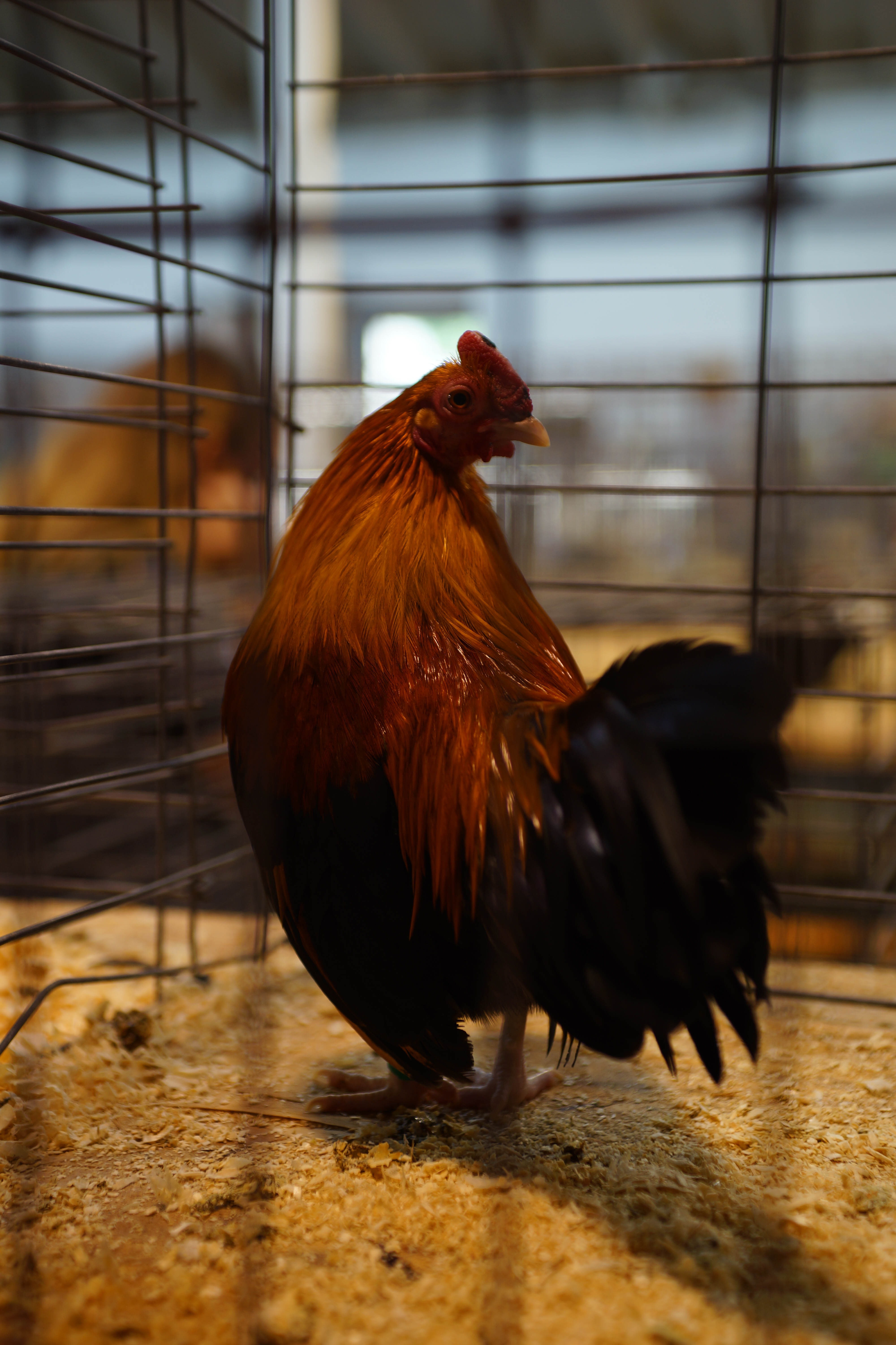 Rooster in cage at State Fair