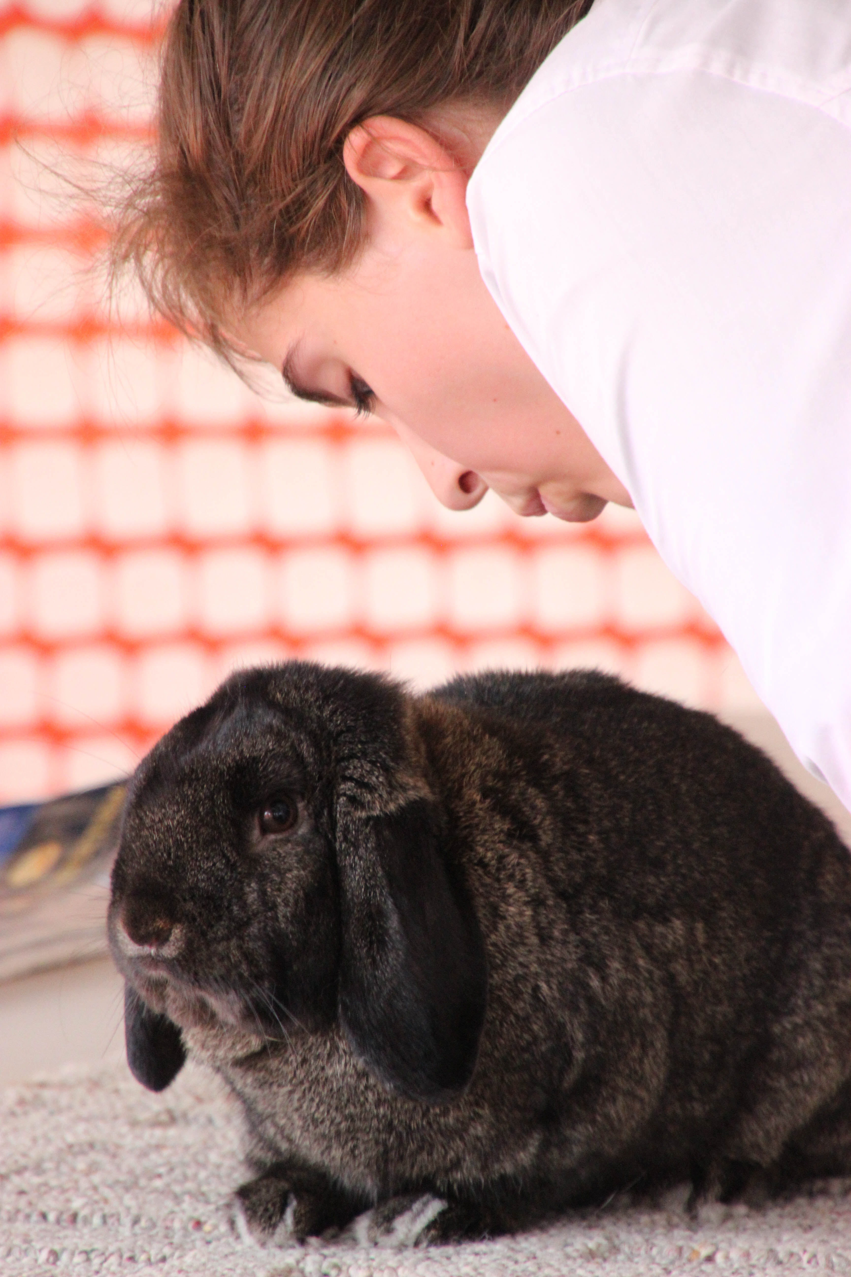 99-Rabbit 4-H youth with brown and black rabbit