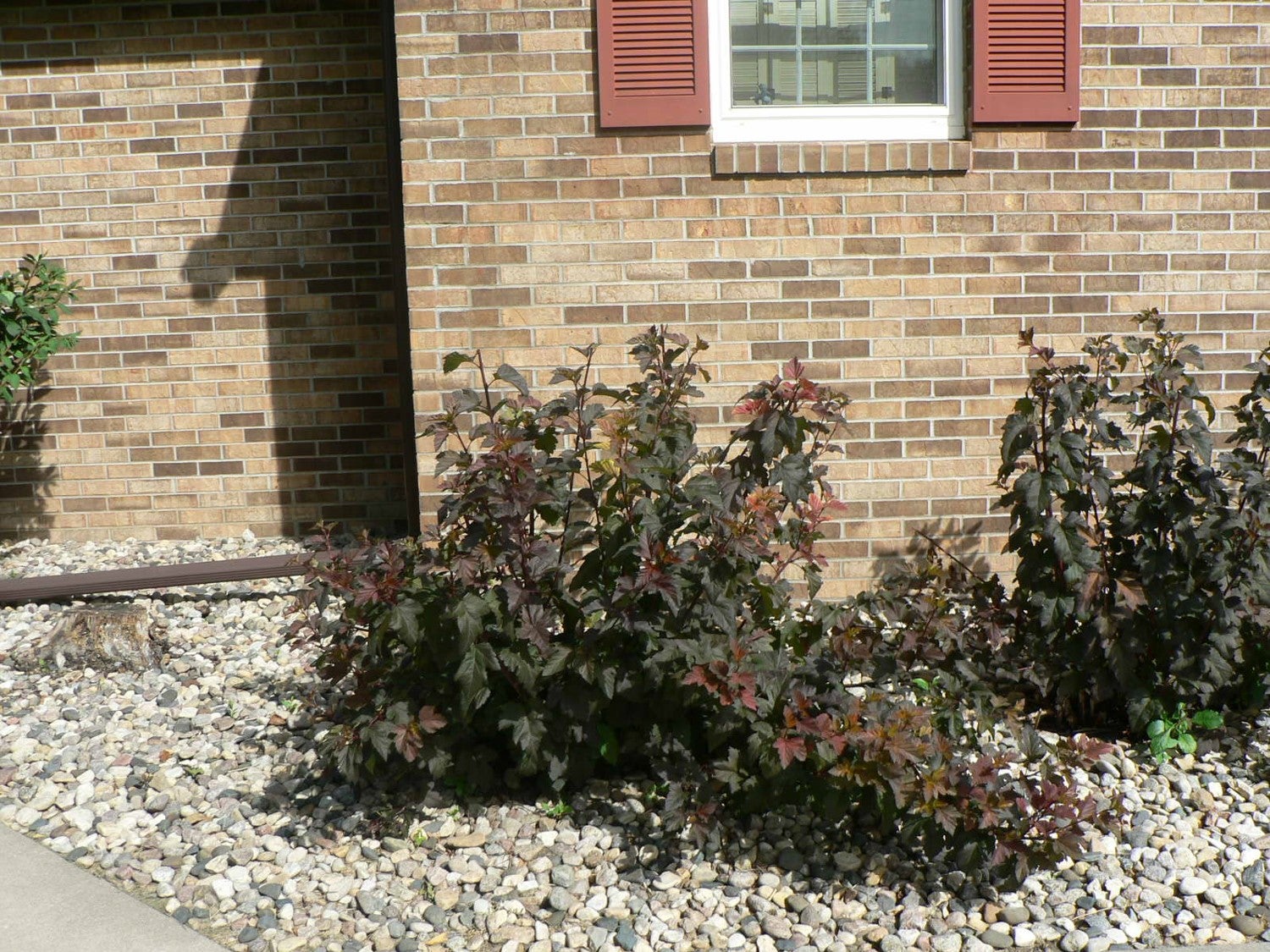 Shrub outside of a house