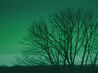 bare trees, winter