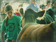 Girl showing cattle
