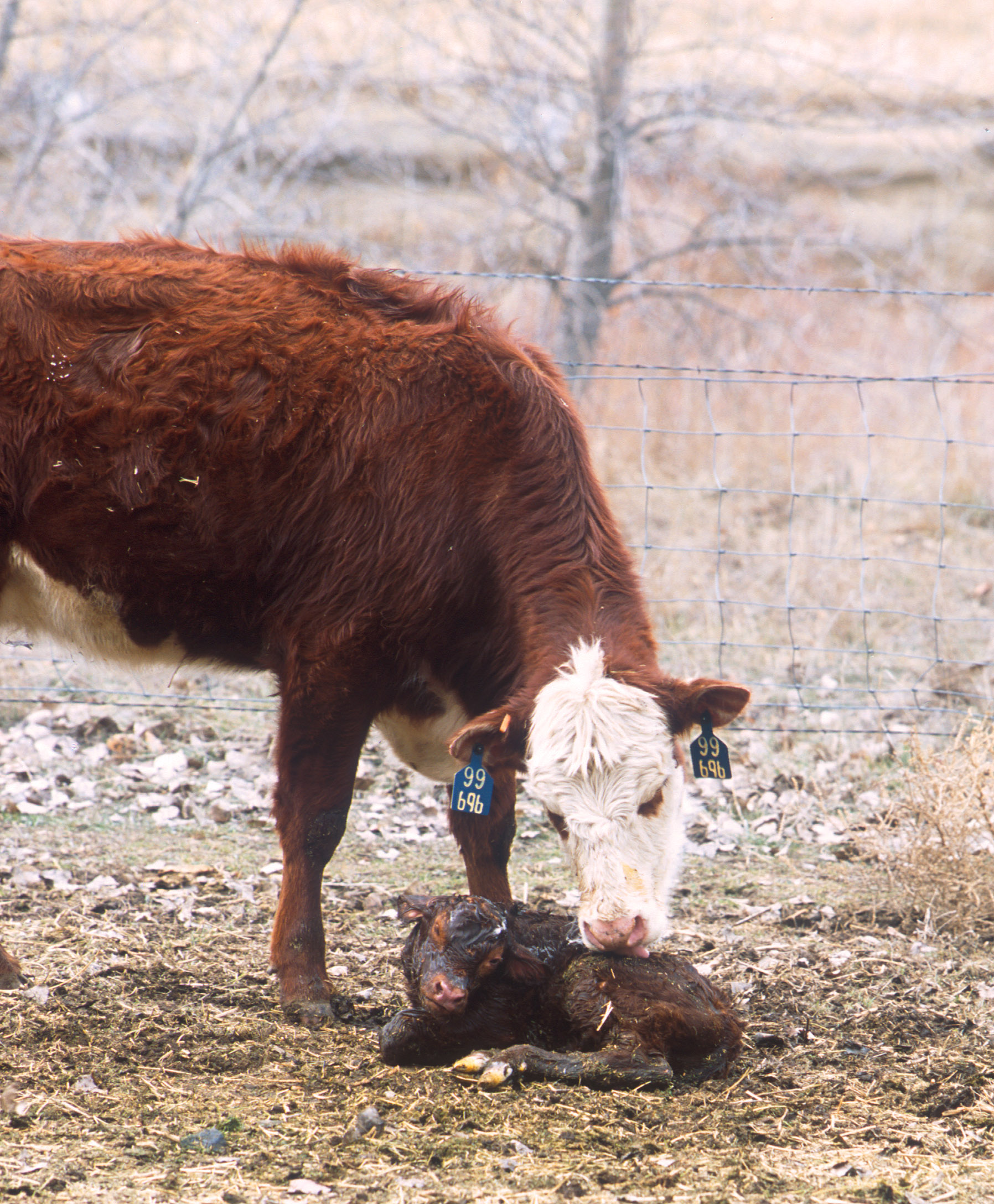 A newborn calf with its mother in a snowy field