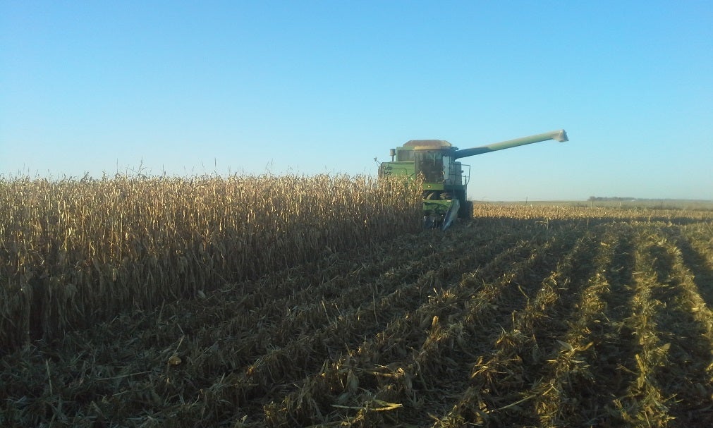 A green combine harvesting corn.