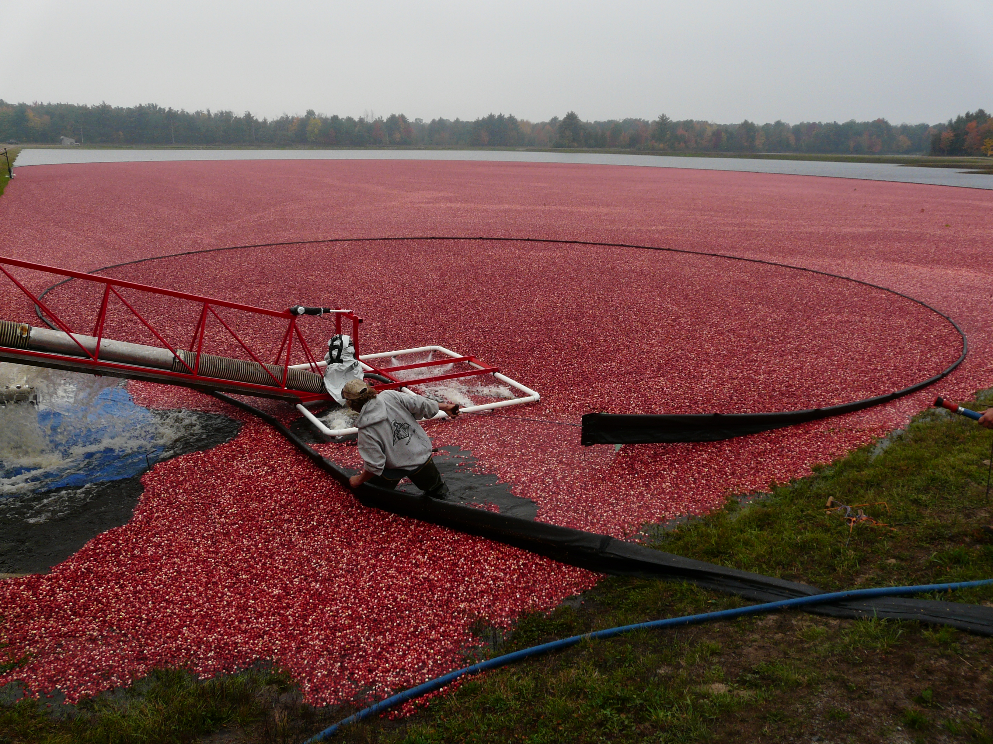 cranberries being loaded by an auger