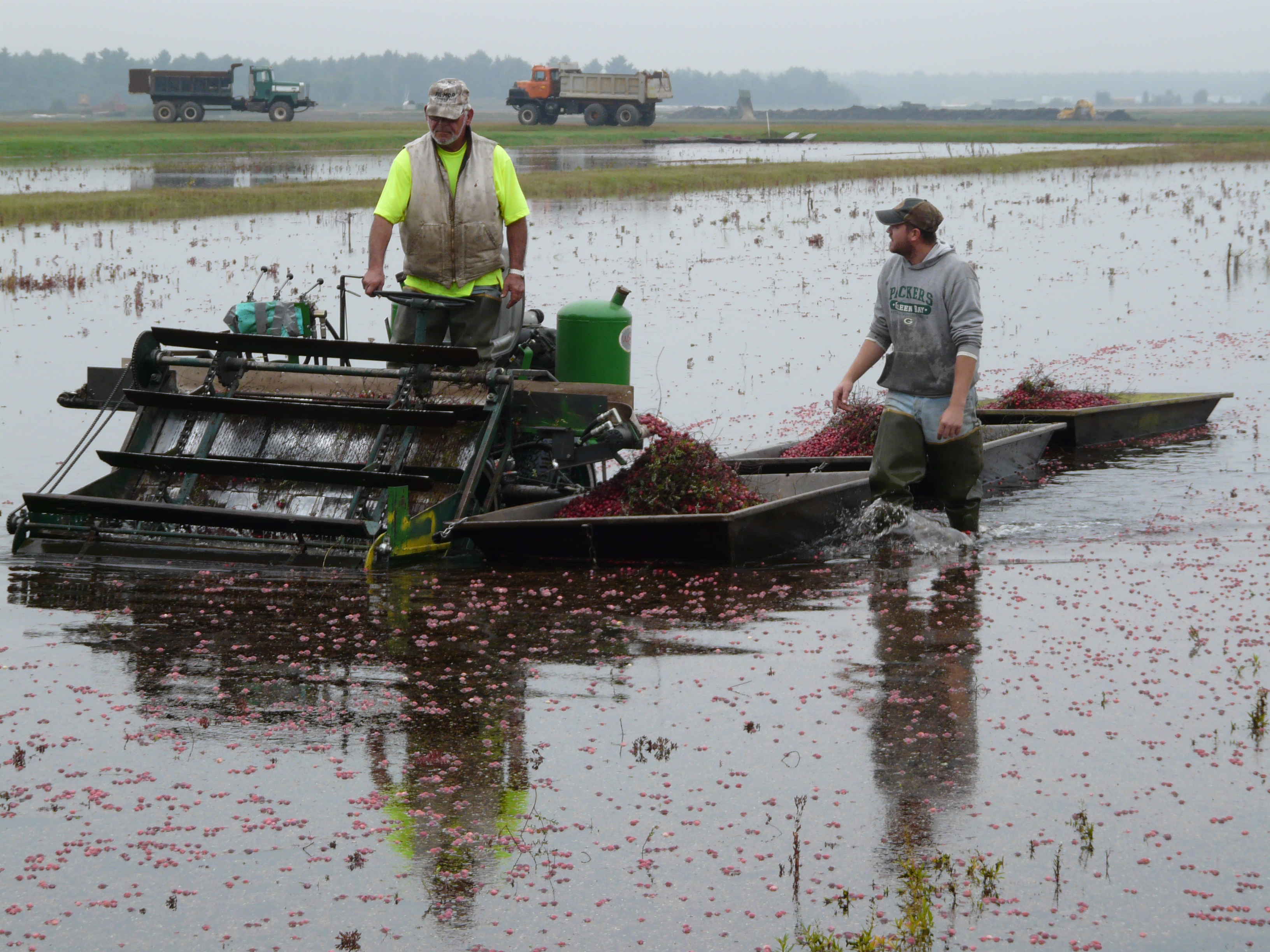 two men operating a rake to load cranberries into a berry boat