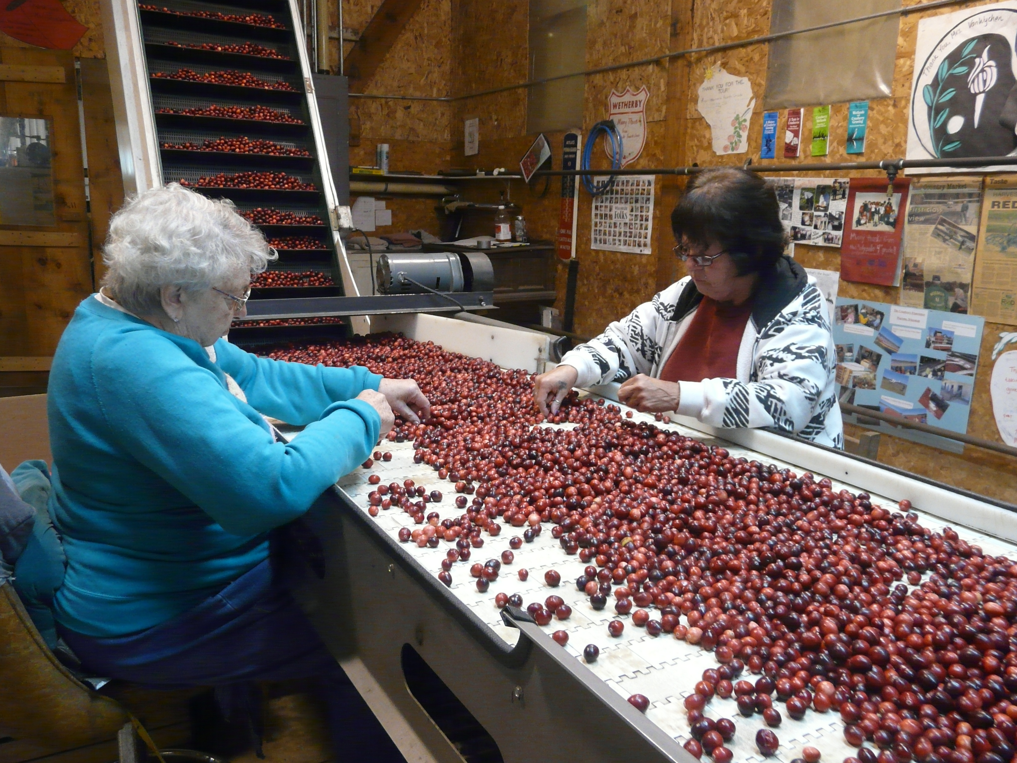 two women inspecting cranberries as they pass by on a conveyor belt