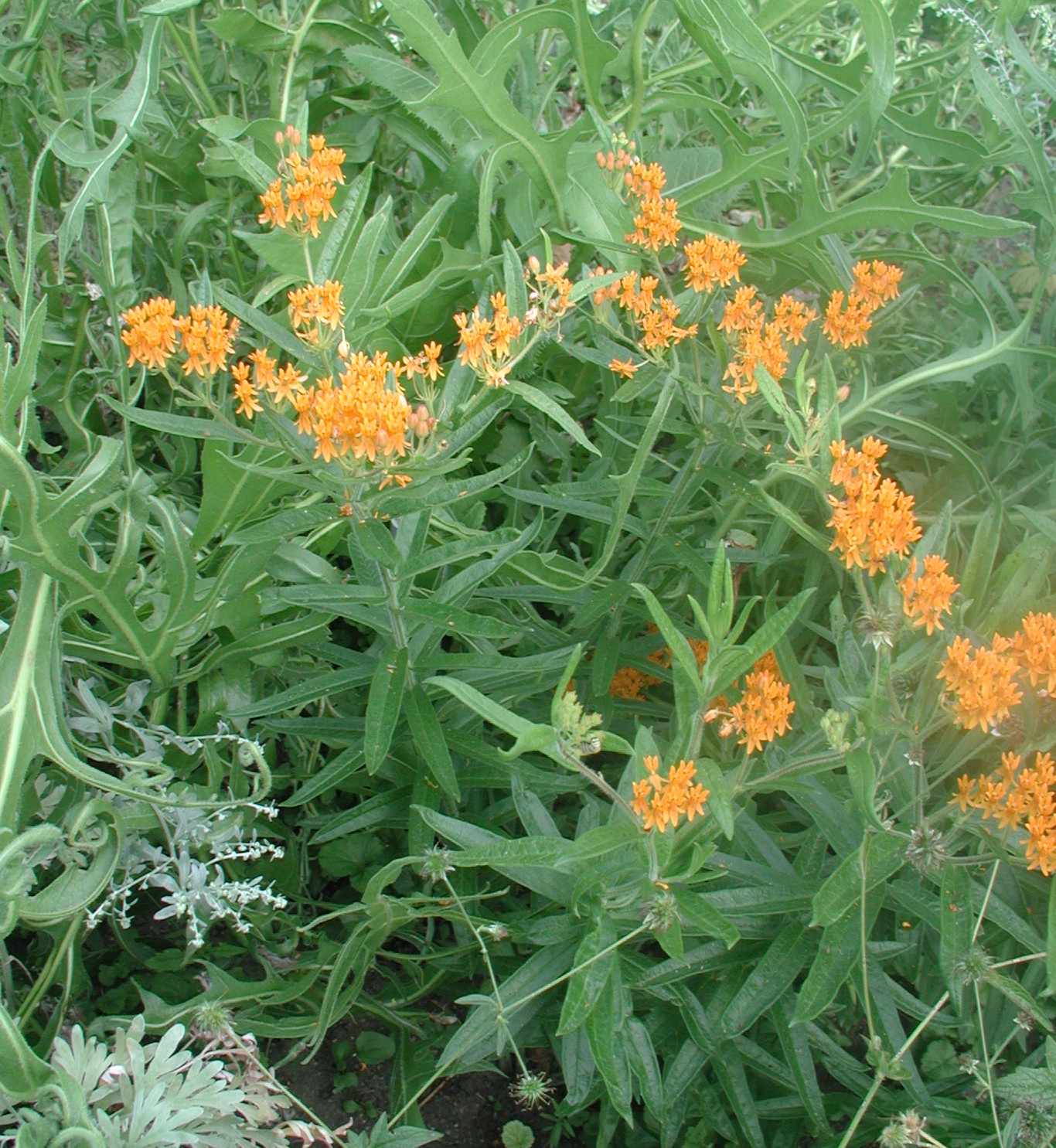 A lush, green patch of plants with groups of small orange flowers